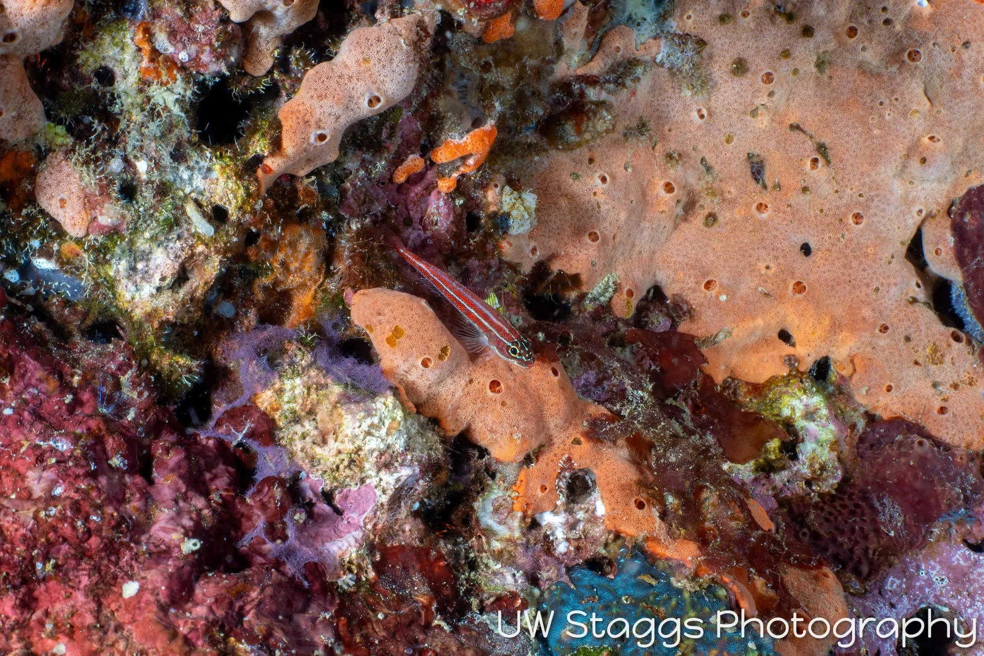 Reef Scene — Puerto Galera, Philippines