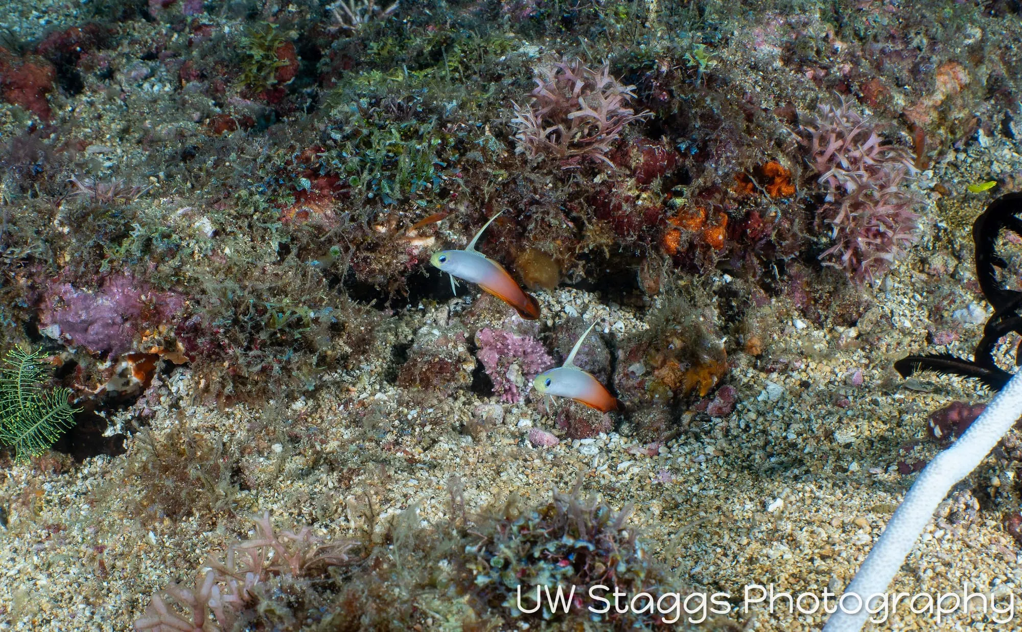 Reef Scene — Puerto Galera, Philippines