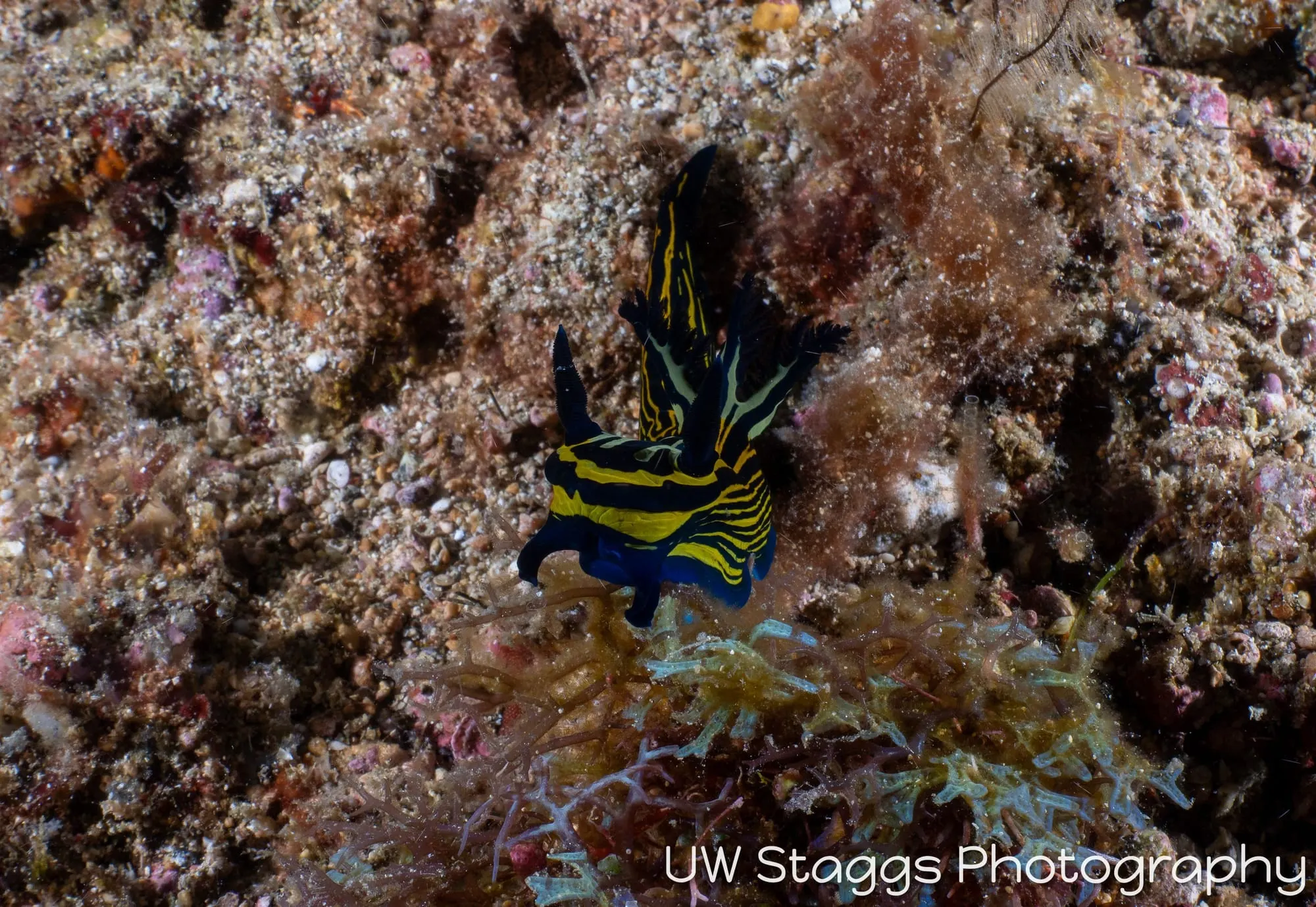 Reef Scene — Puerto Galera, Philippines