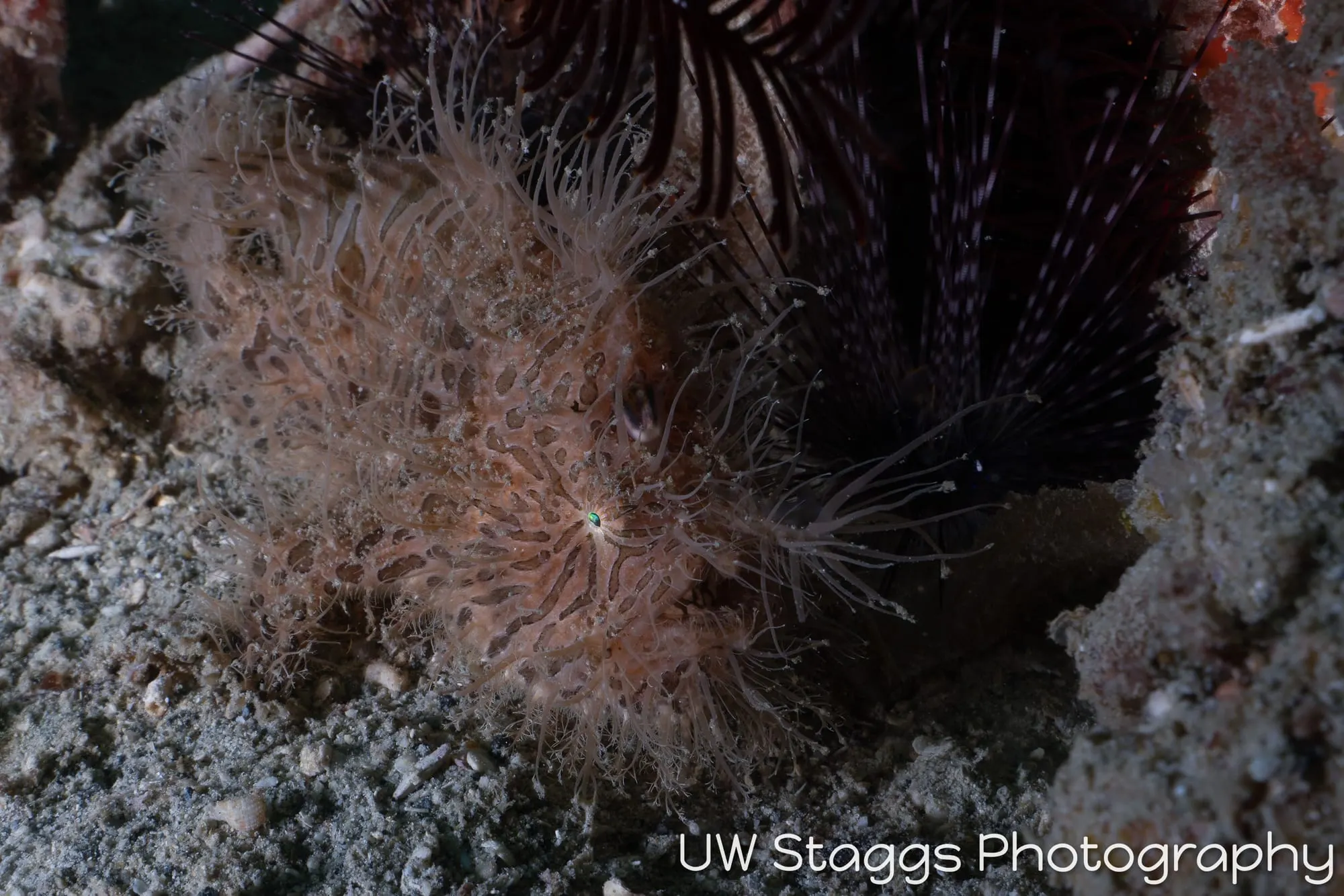Reef Scene — Puerto Galera, Philippines