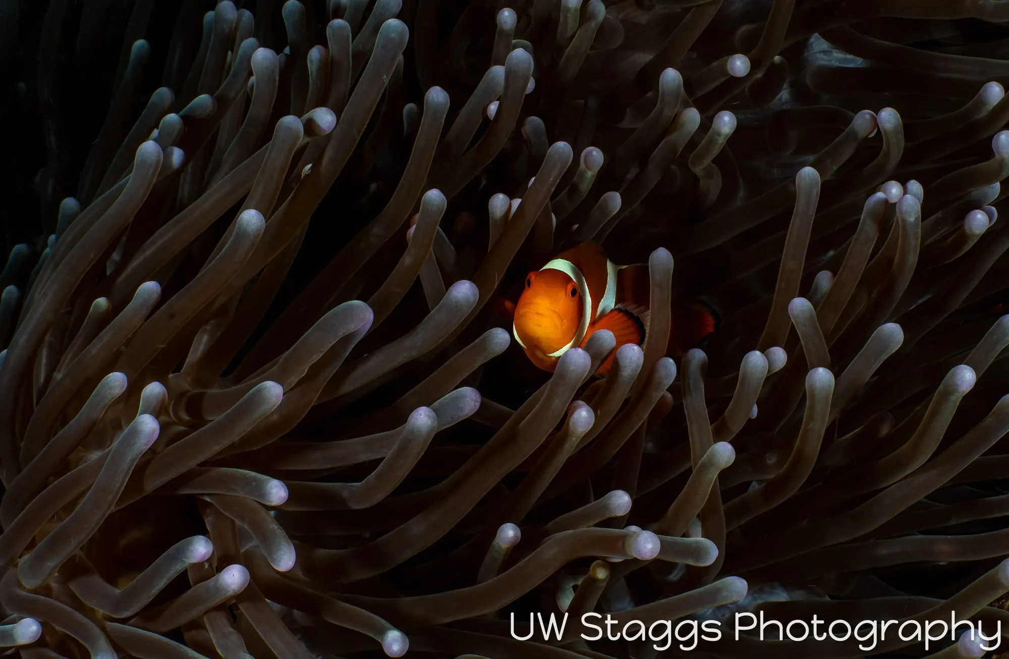 Reef Scene — Puerto Galera, Philippines