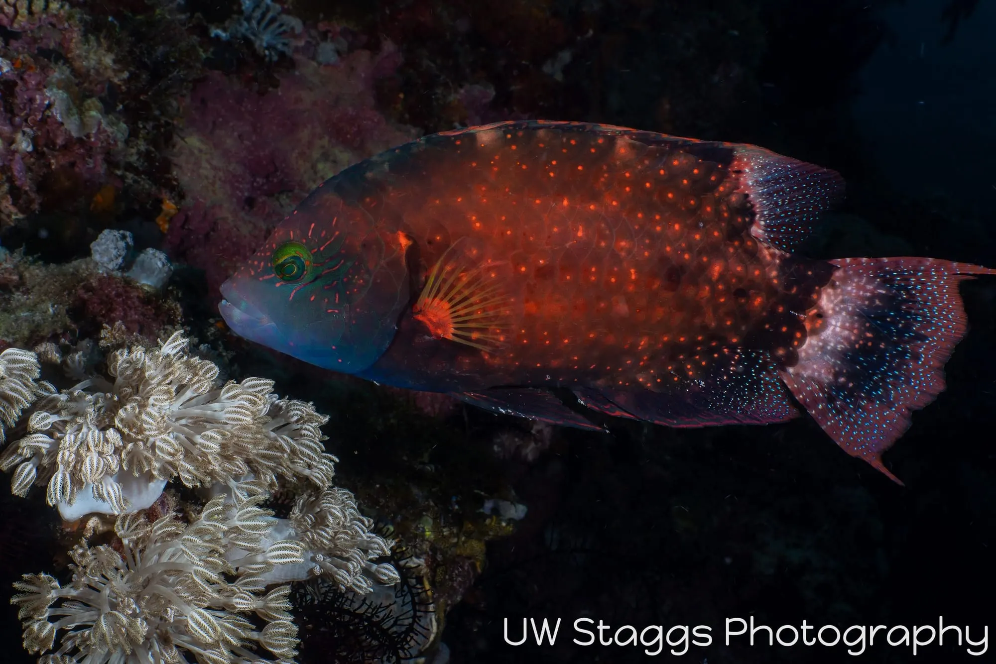 Reef Scene — Puerto Galera, Philippines