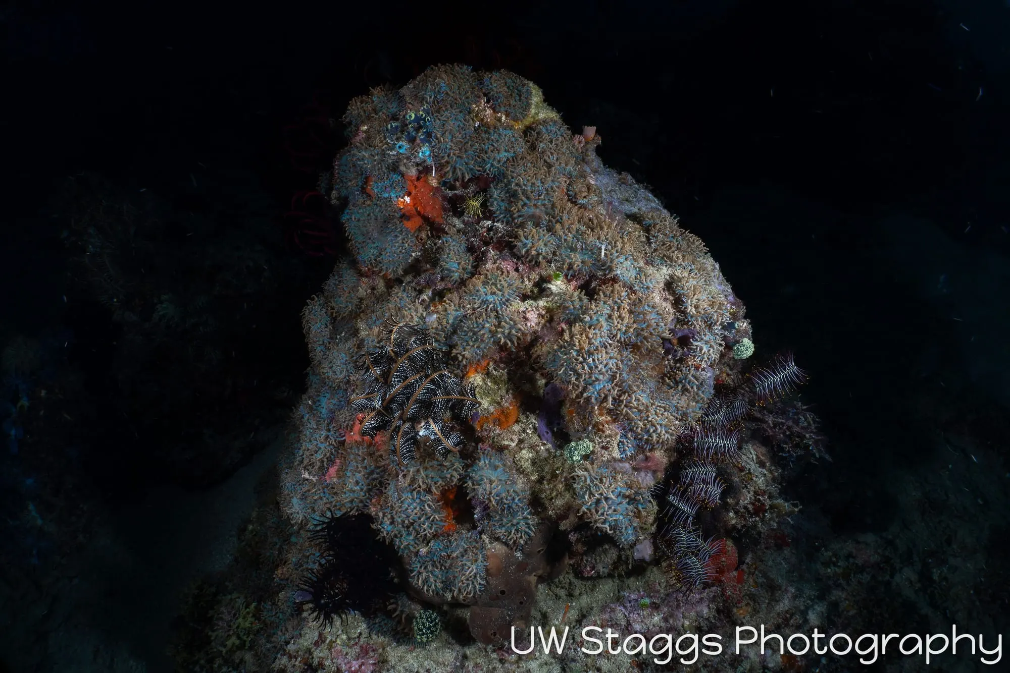 Reef Scene — Puerto Galera, Philippines