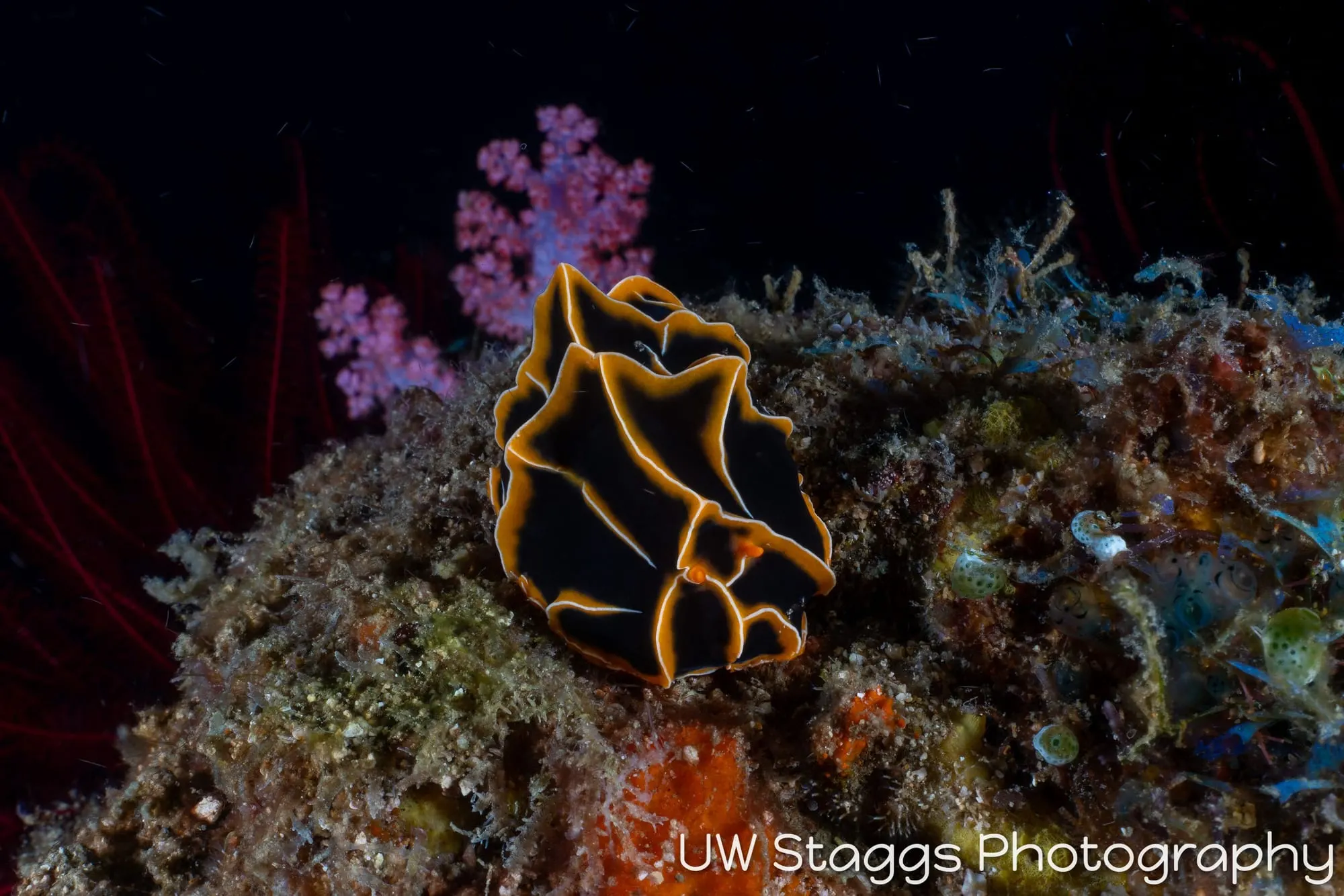 Reef Scene — Puerto Galera, Philippines