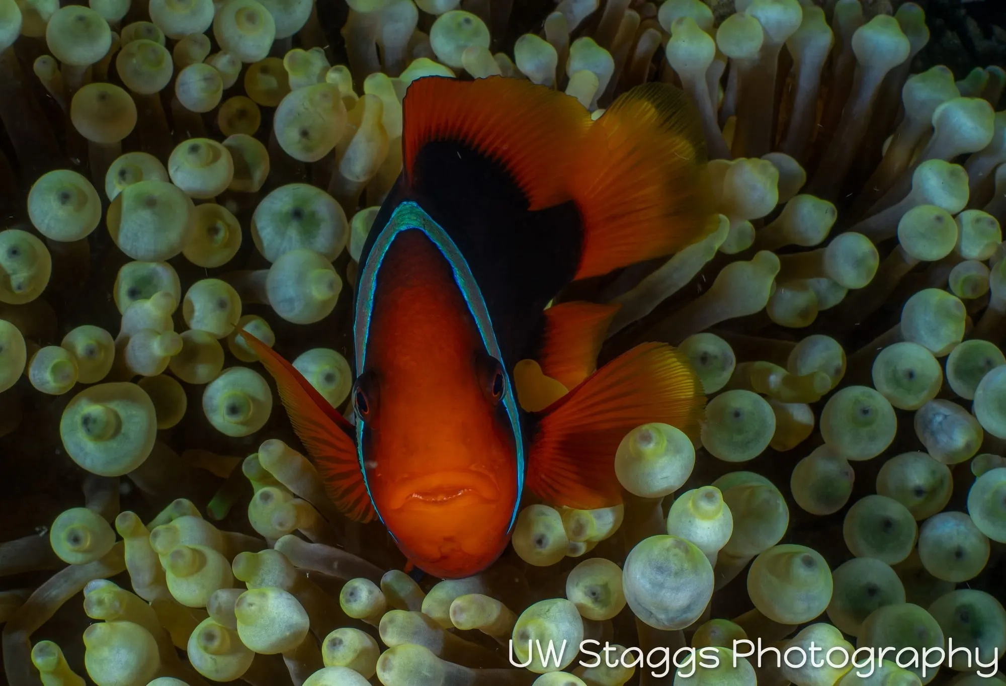 Reef Scene — Puerto Galera, Philippines