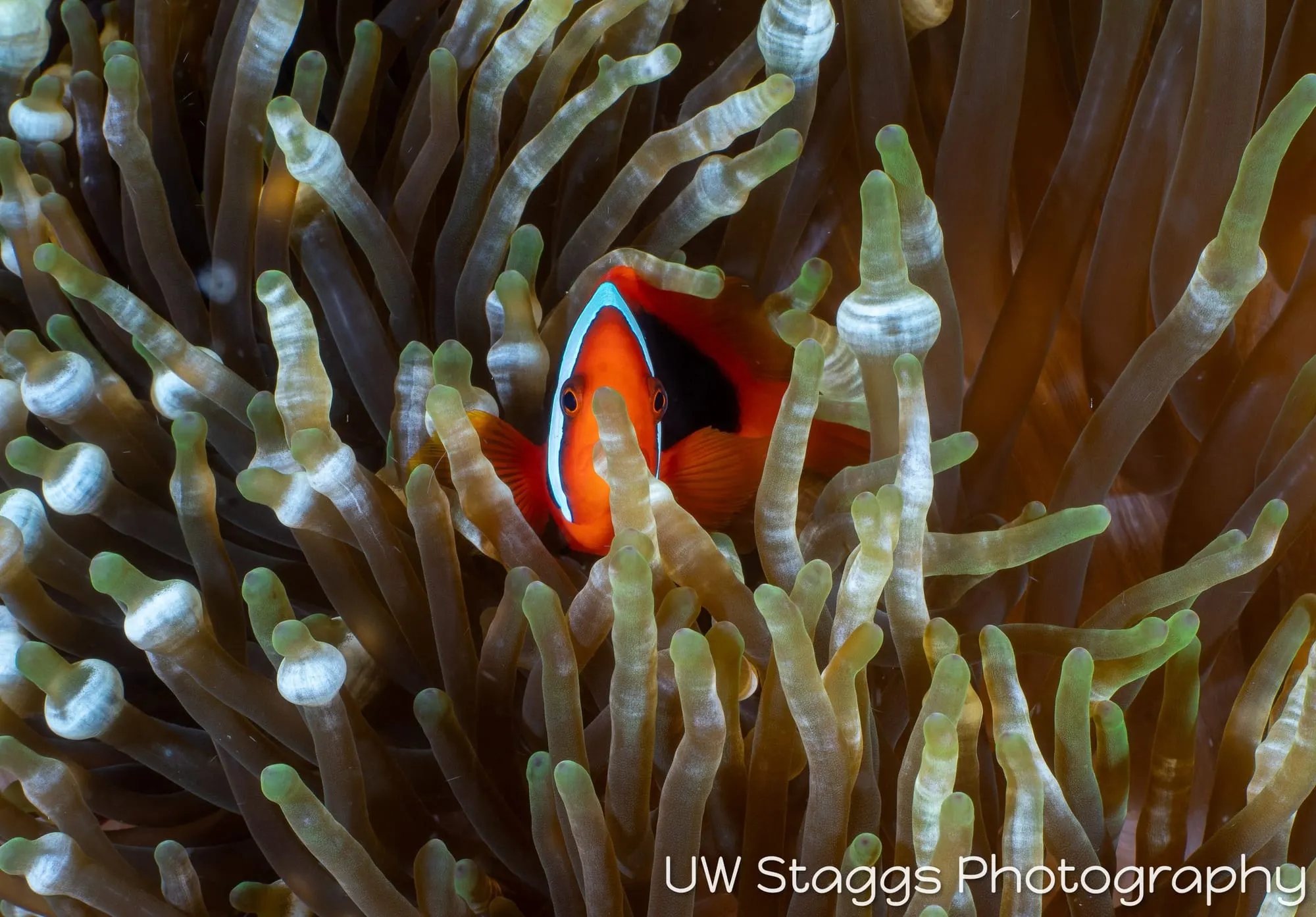 Reef Scene — Puerto Galera, Philippines