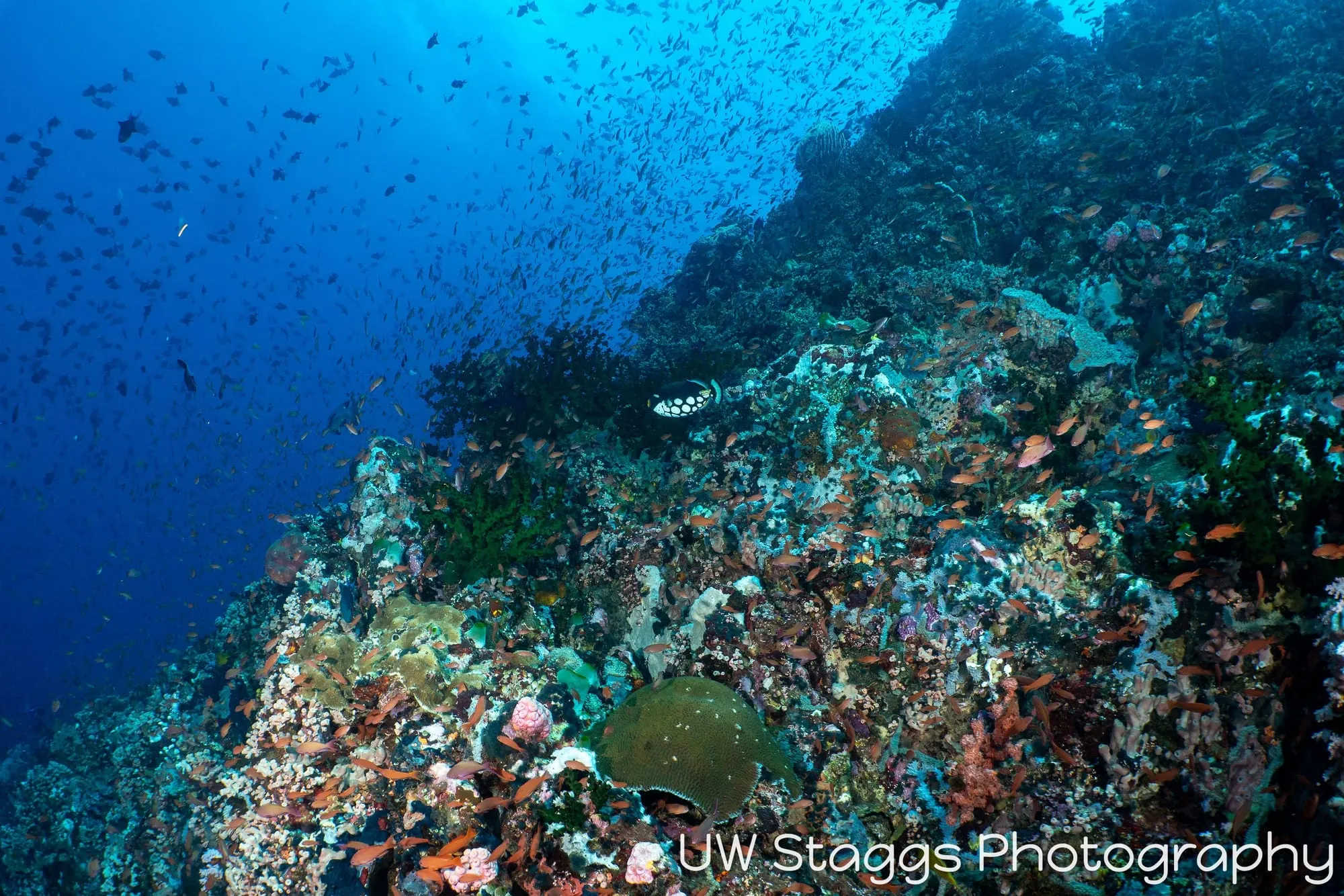 Reef Scene — Puerto Galera, Philippines