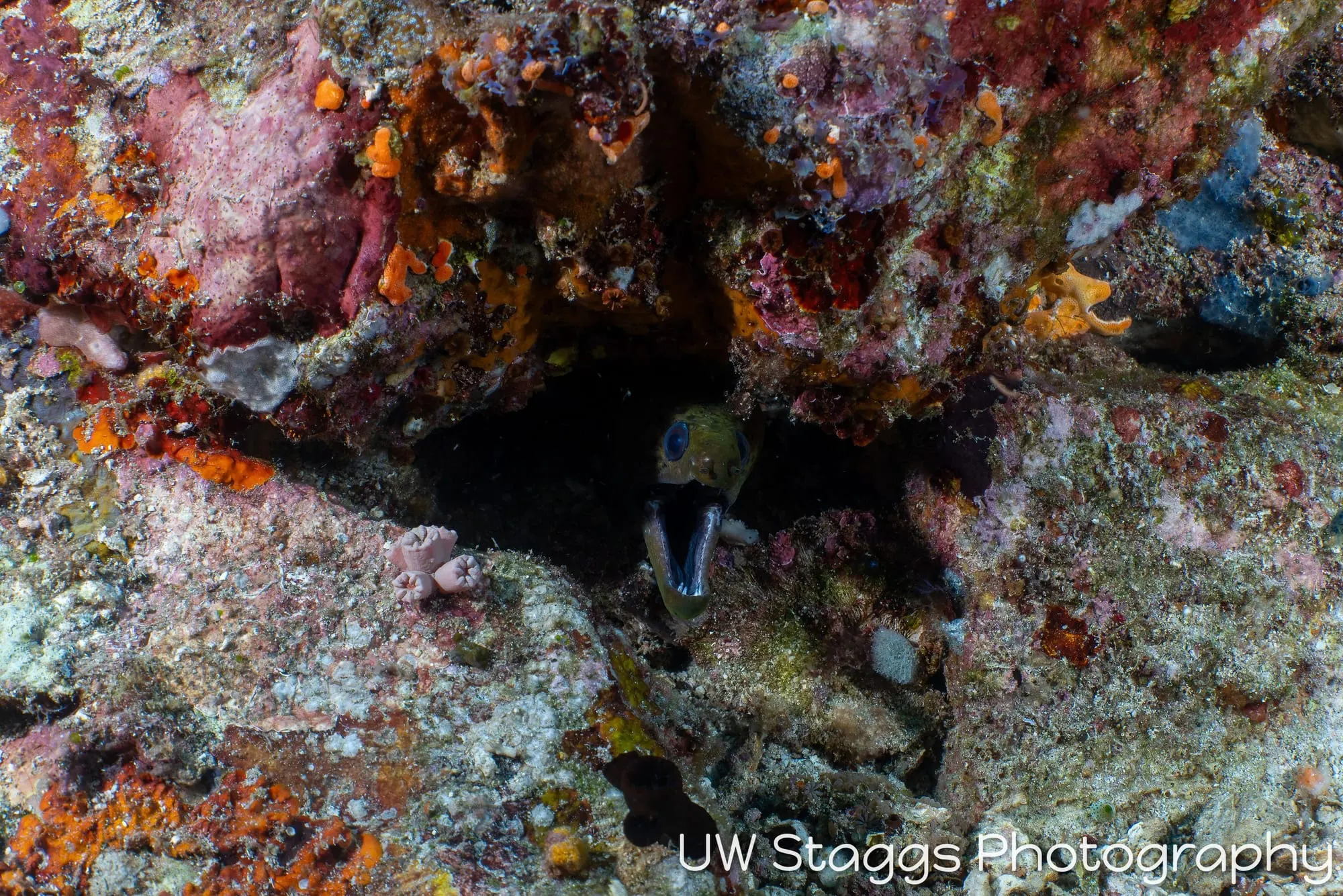 Reef Scene — Puerto Galera, Philippines