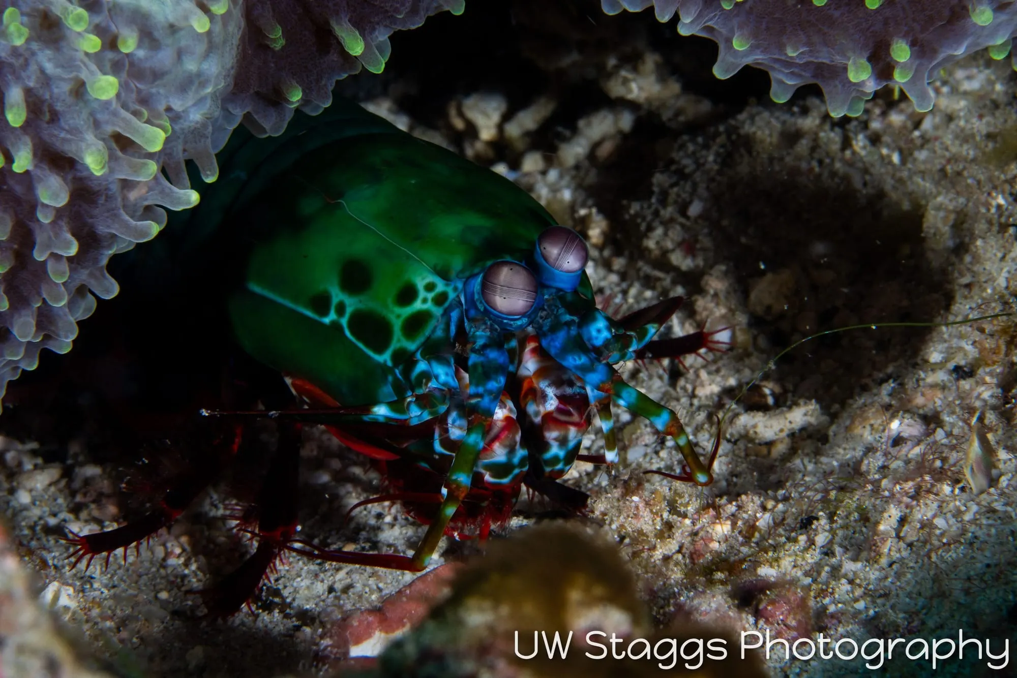 Reef Scene — Puerto Galera, Philippines
