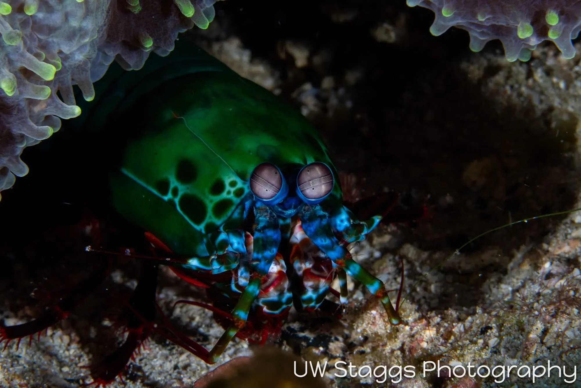 Reef Scene — Puerto Galera, Philippines