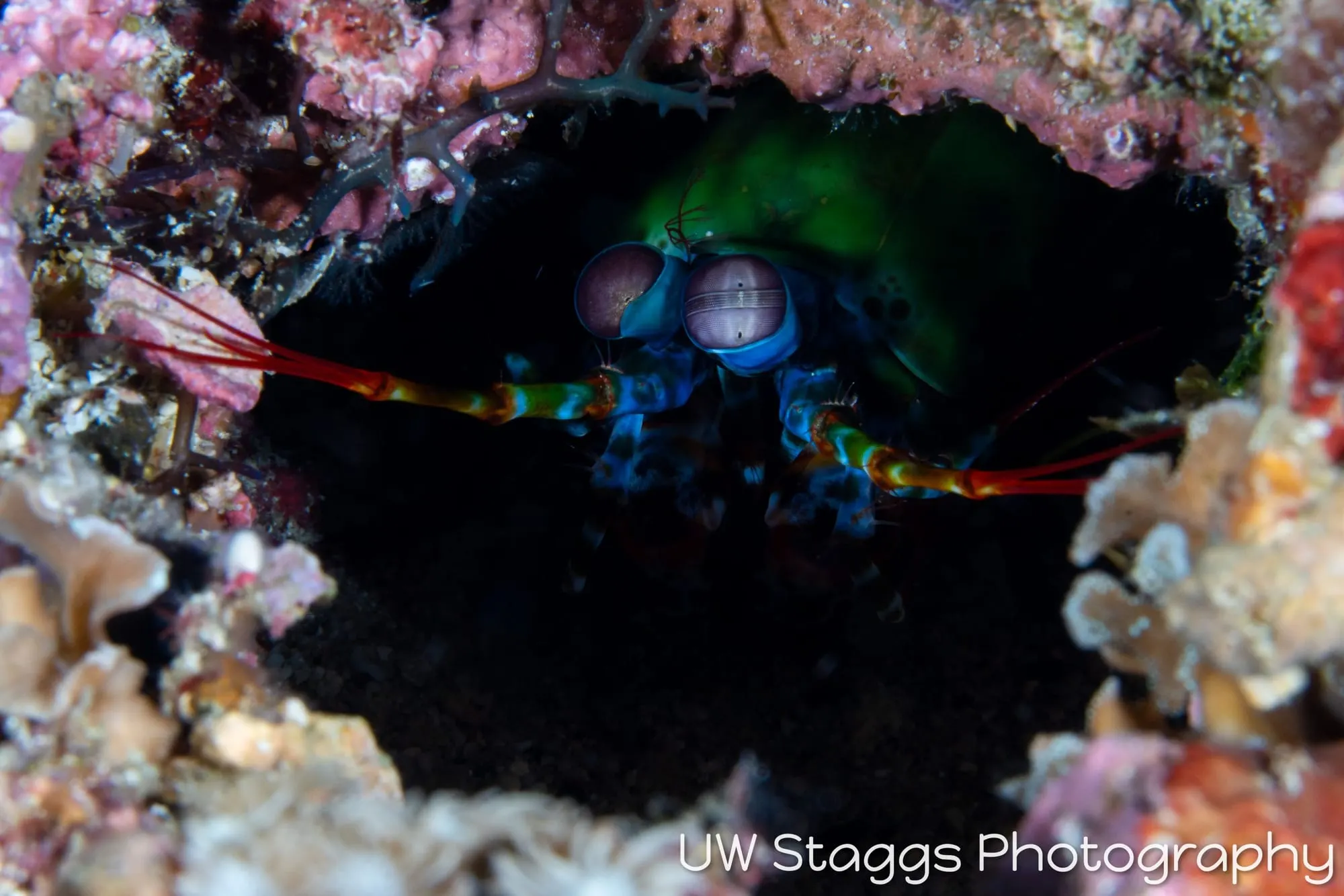 Reef Scene — Puerto Galera, Philippines