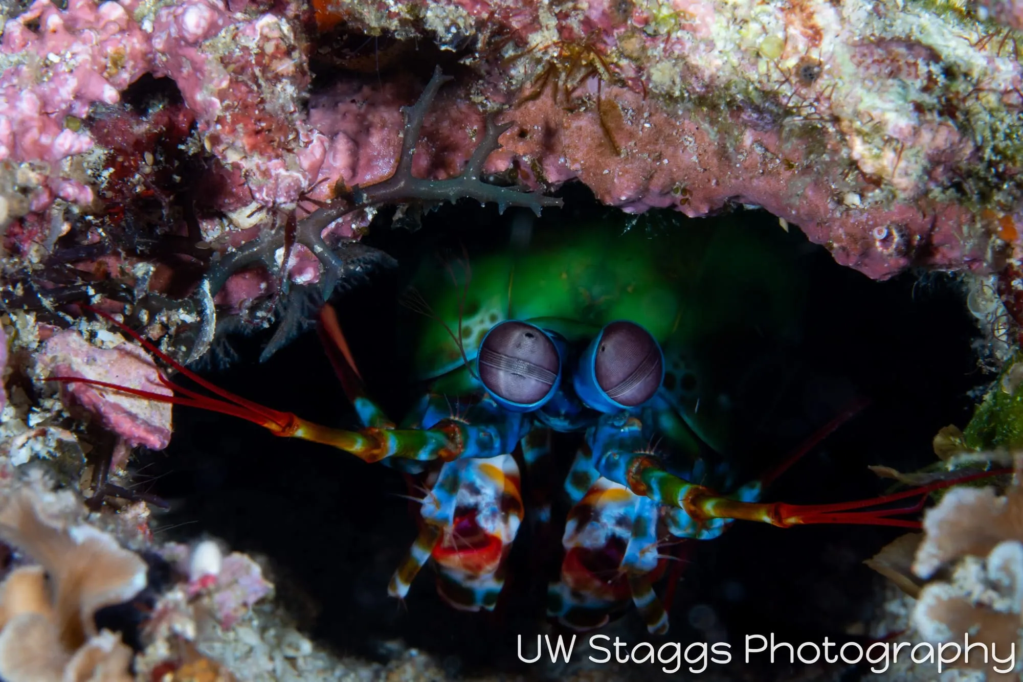 Reef Scene — Puerto Galera, Philippines