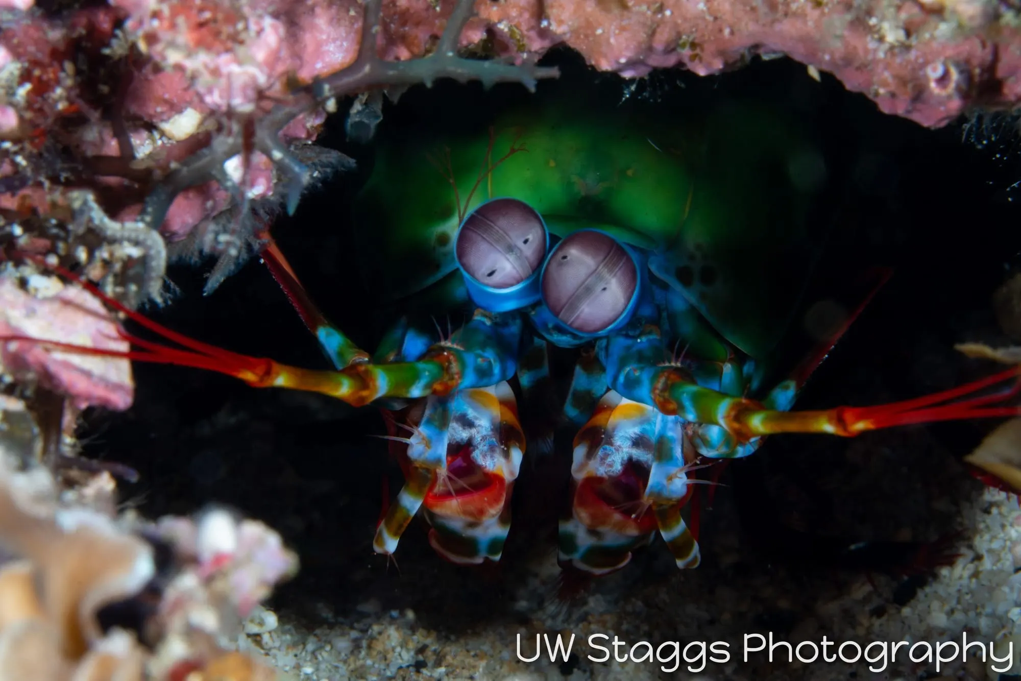 Reef Scene — Puerto Galera, Philippines