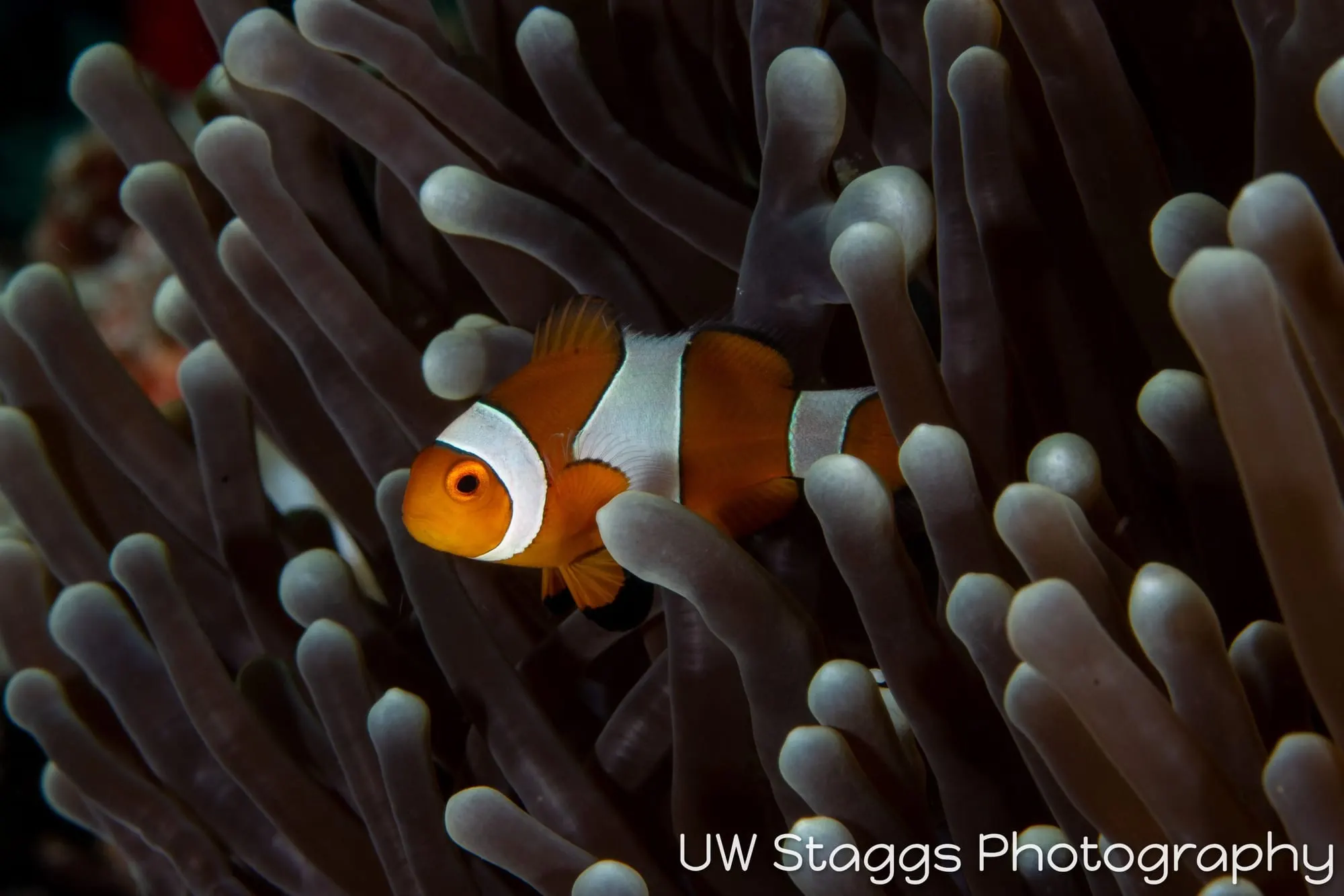 Reef Scene — Puerto Galera, Philippines