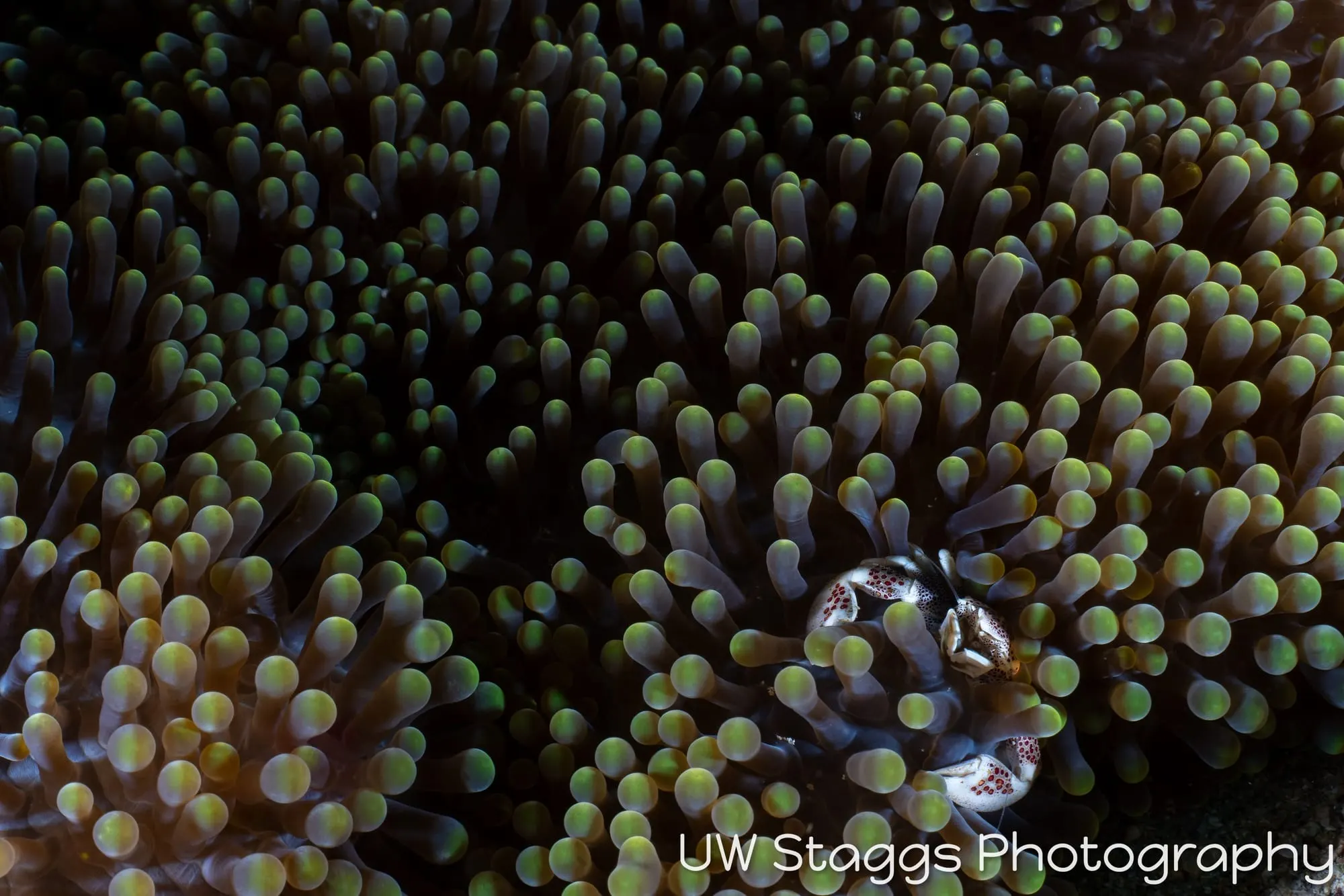 Reef Scene — Puerto Galera, Philippines