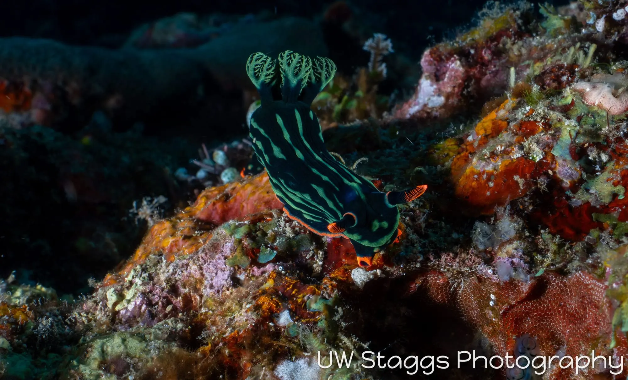 Reef Scene — Puerto Galera, Philippines