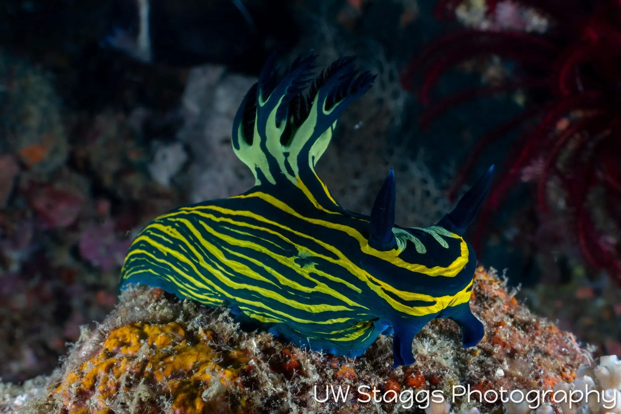 Reef Scene — Puerto Galera, Philippines