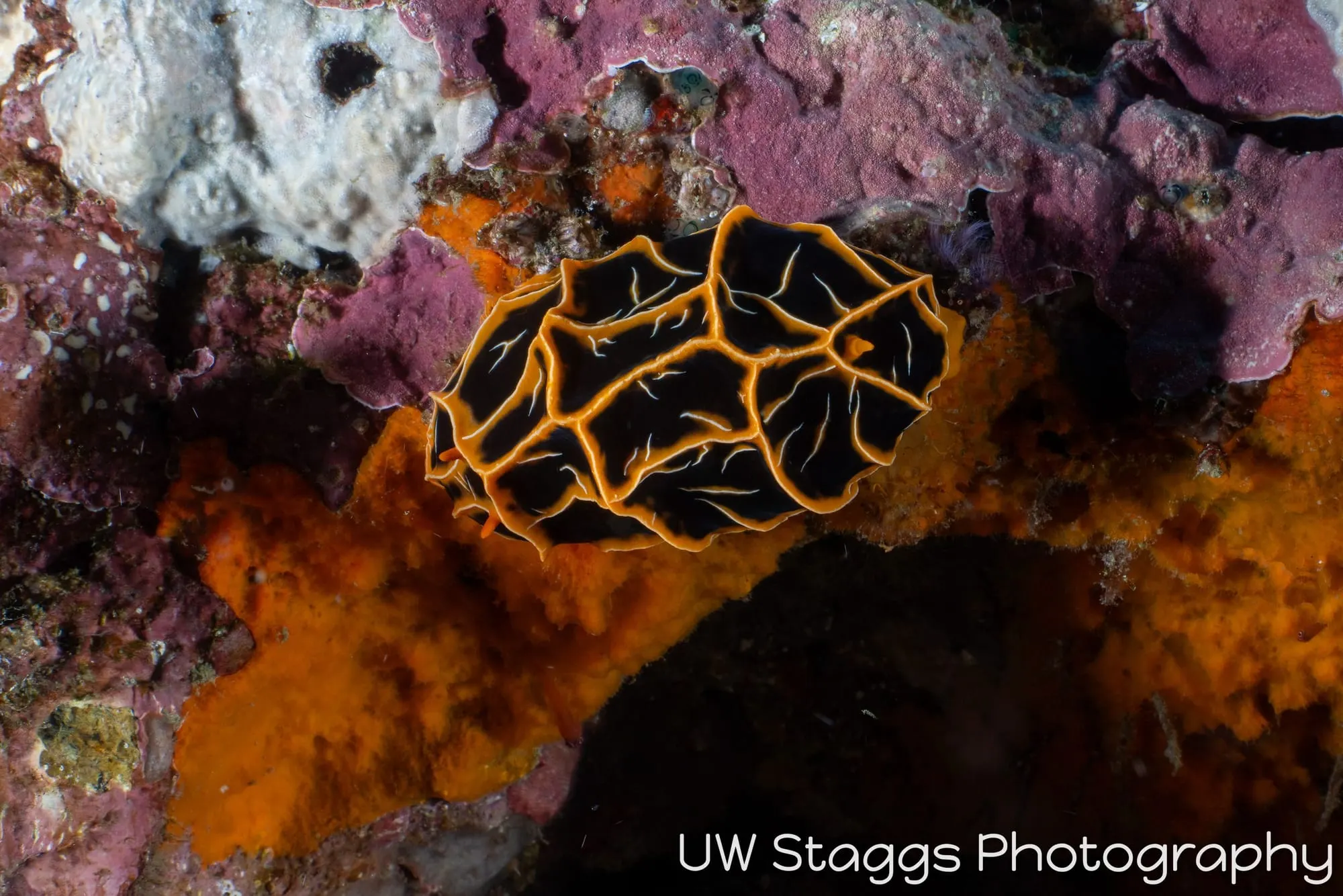 Reef Scene — Puerto Galera, Philippines