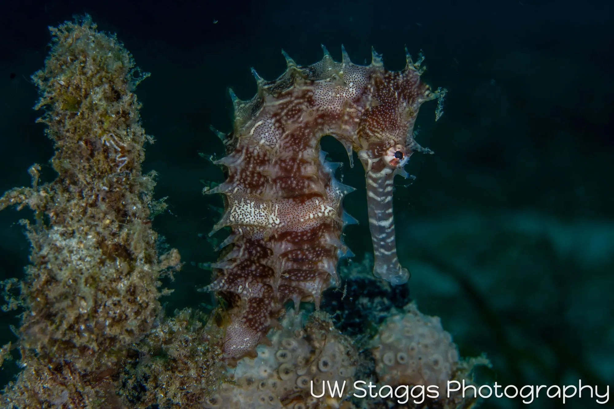 Reef Scene — Puerto Galera, Philippines