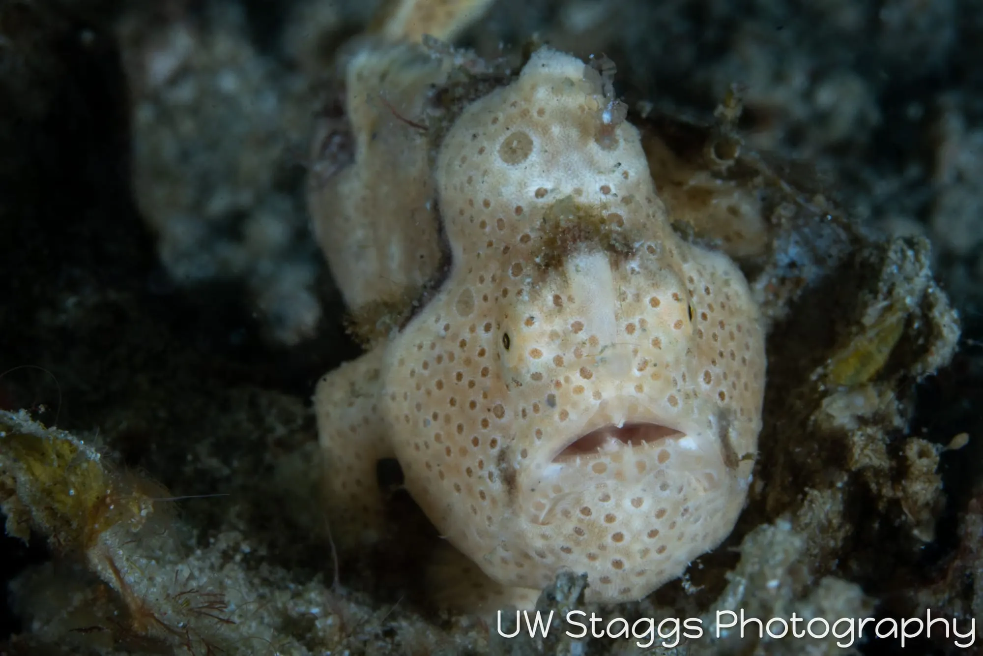 Reef Scene — Puerto Galera, Philippines