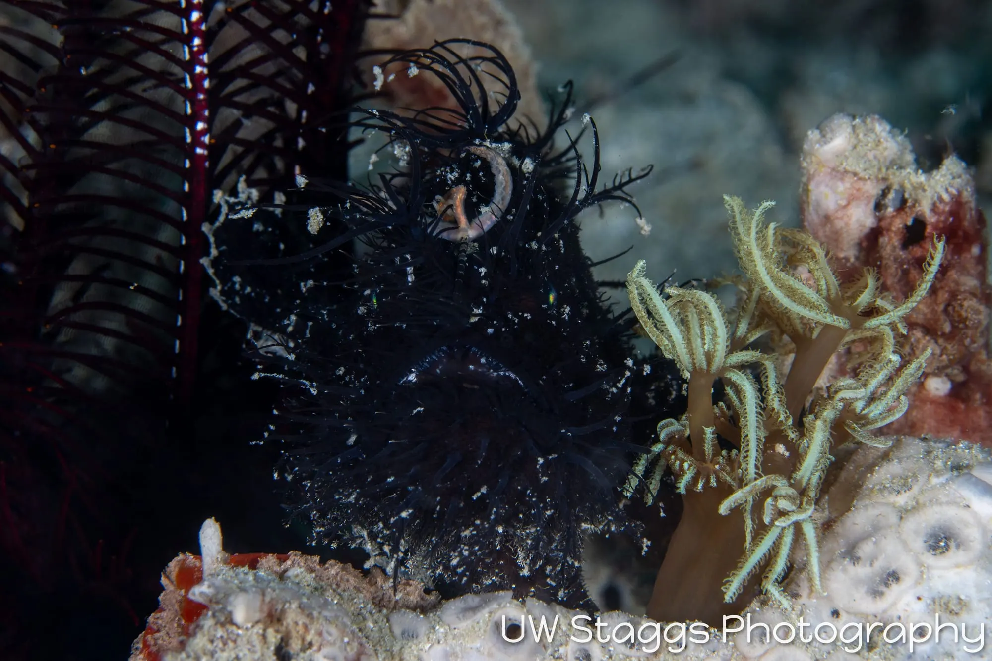 Reef Scene — Puerto Galera, Philippines