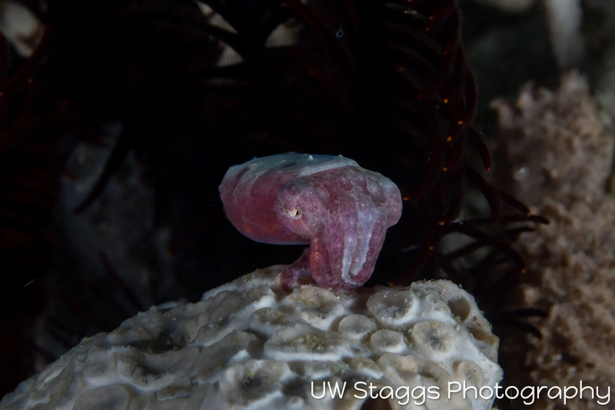 Reef Scene — Puerto Galera, Philippines