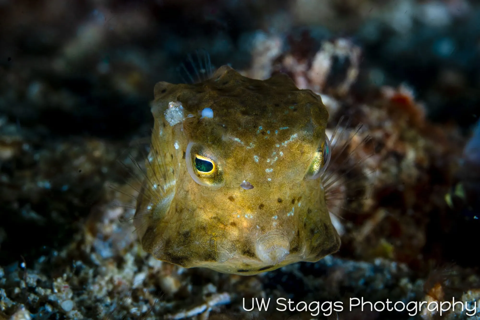 Reef Scene — Puerto Galera, Philippines
