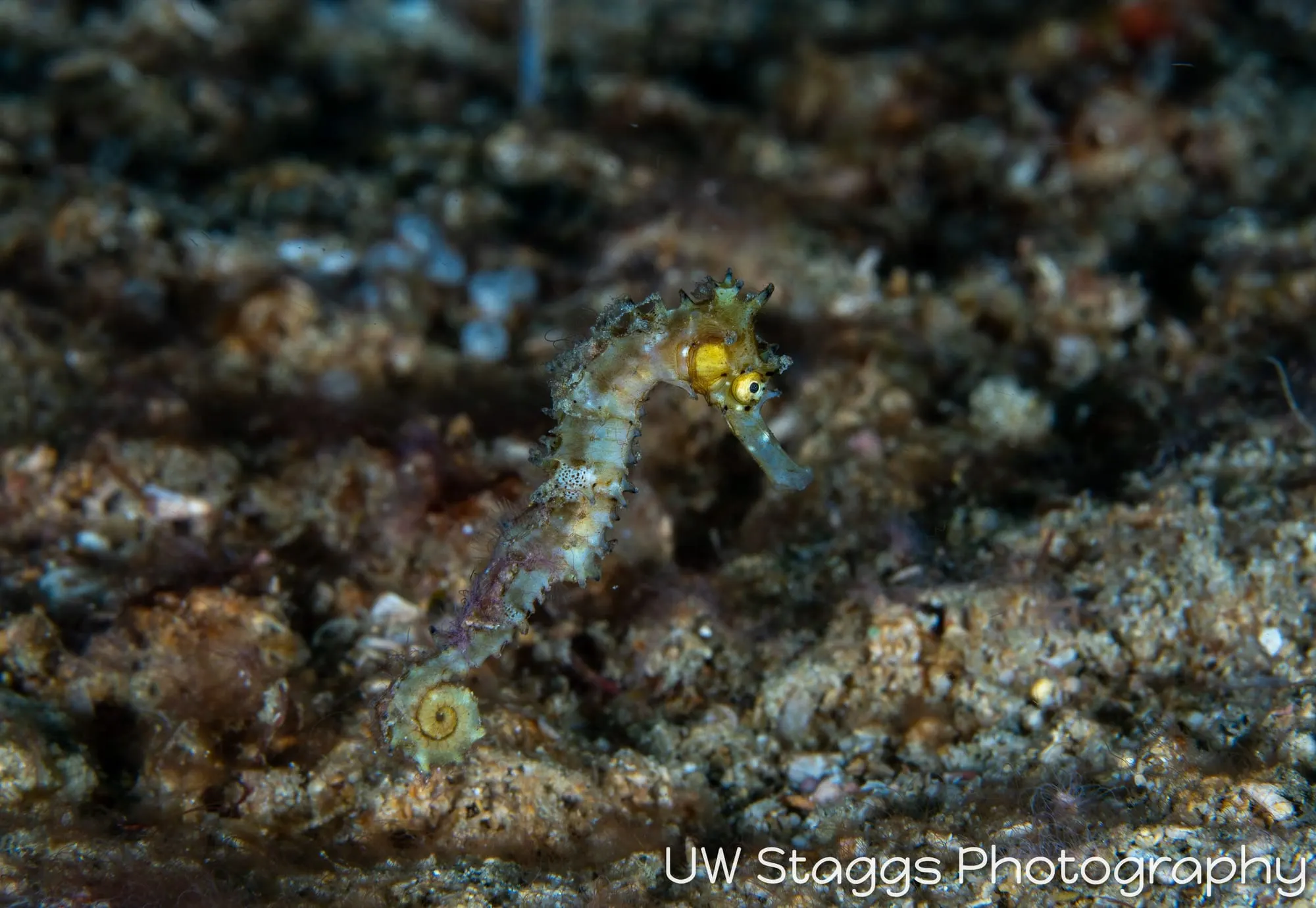 Reef Scene — Puerto Galera, Philippines
