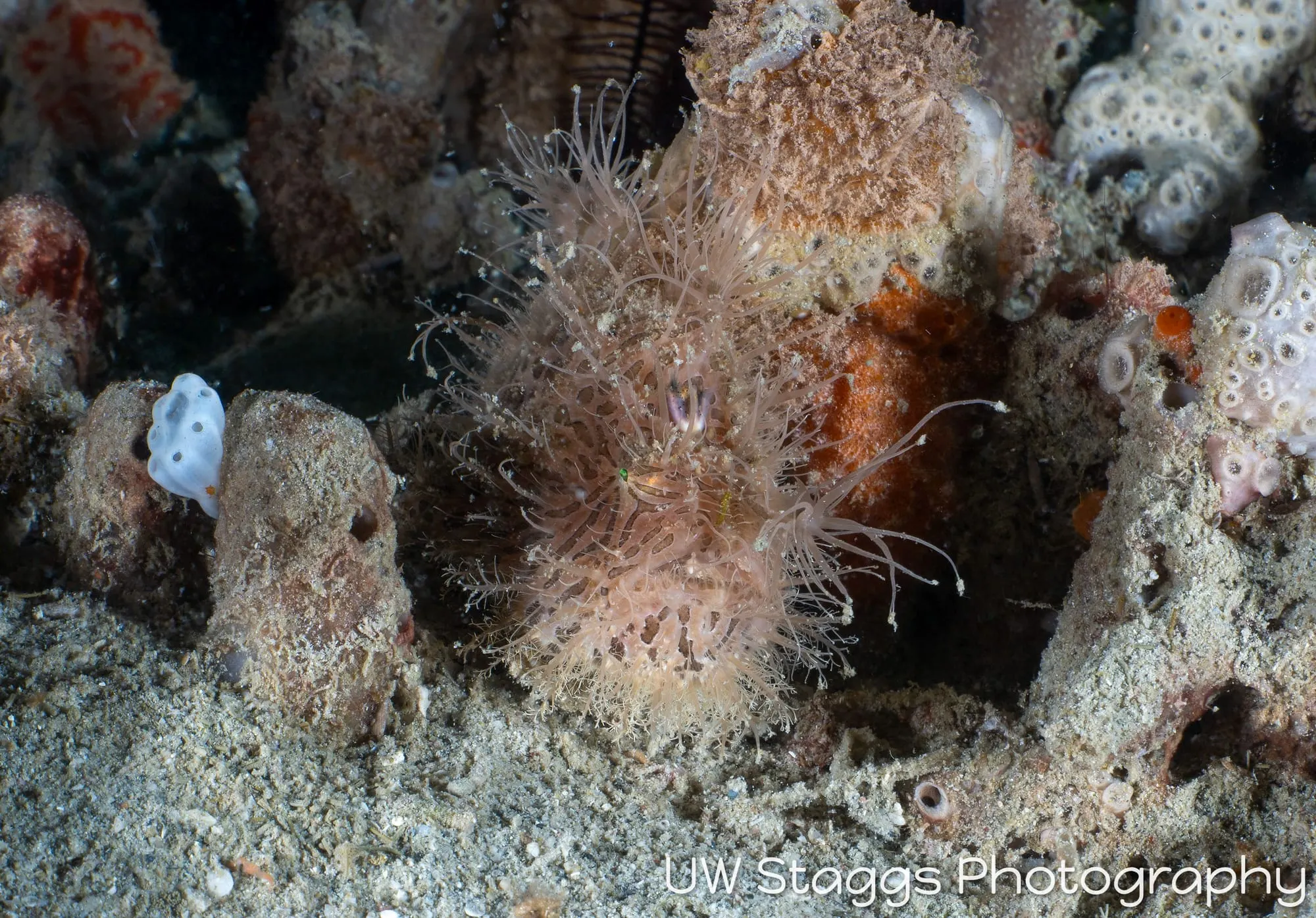 Reef Scene — Puerto Galera, Philippines