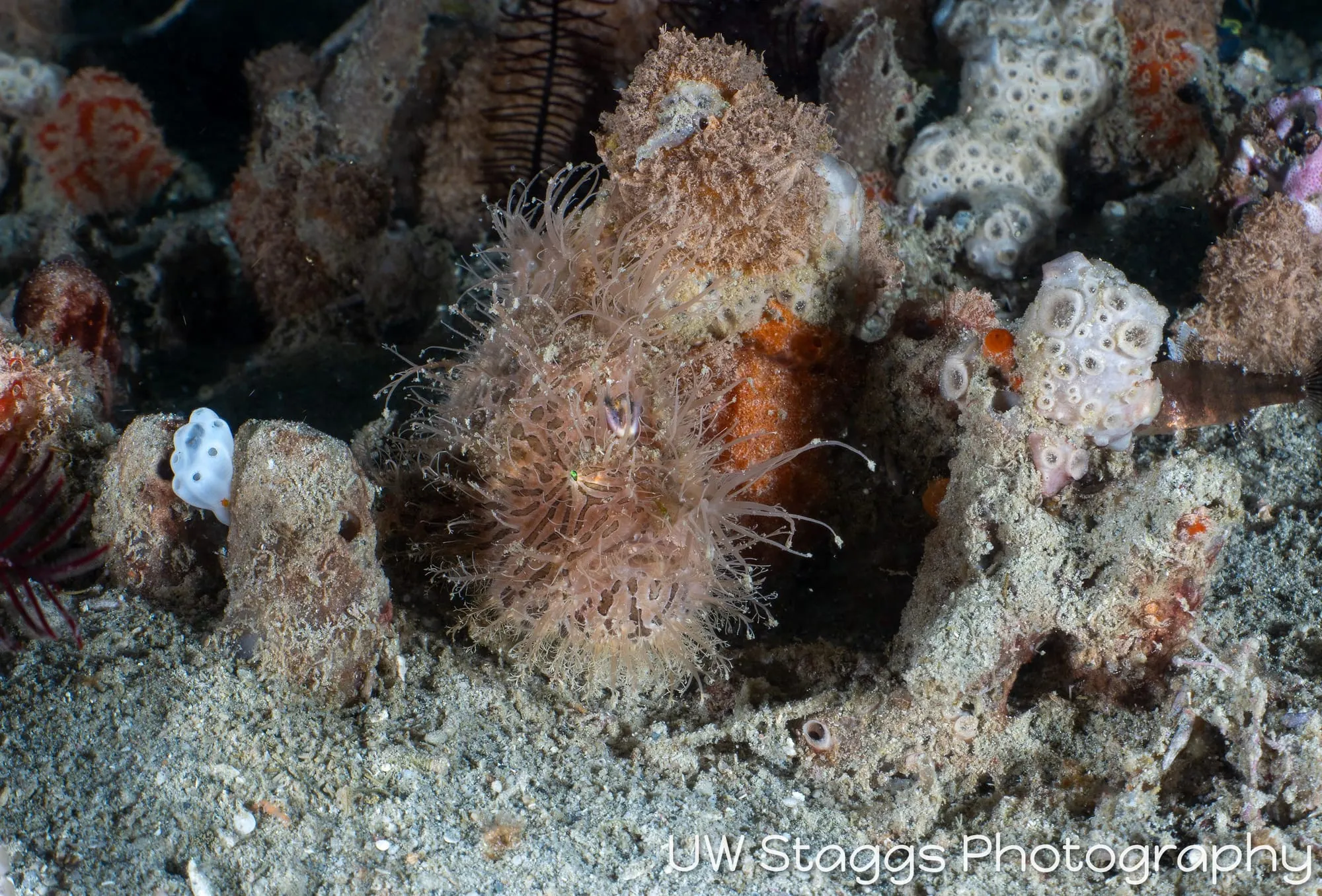 Reef Scene — Puerto Galera, Philippines