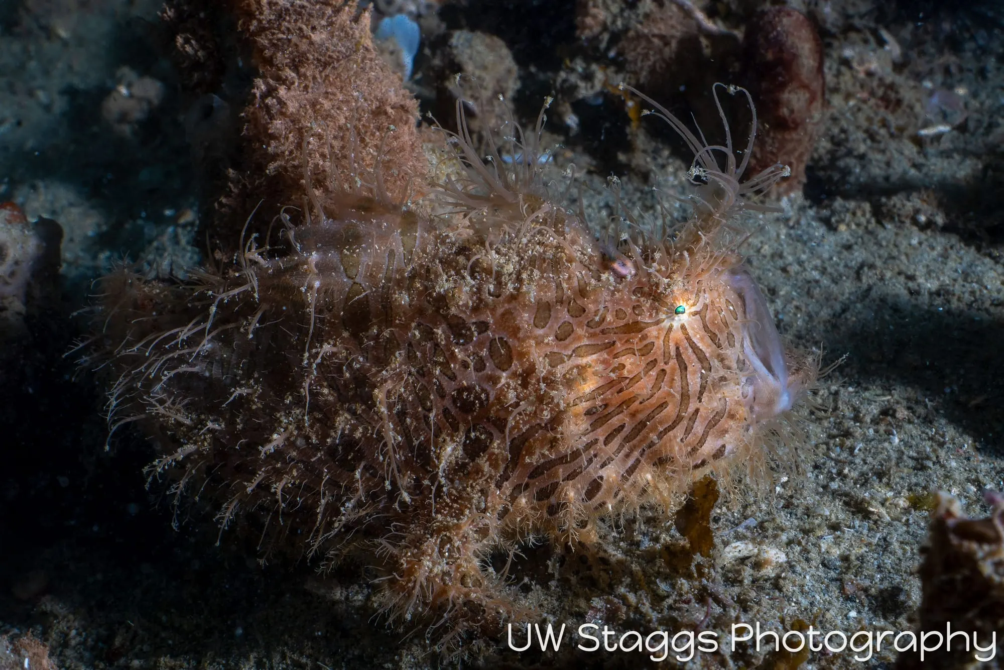 Reef Scene — Puerto Galera, Philippines
