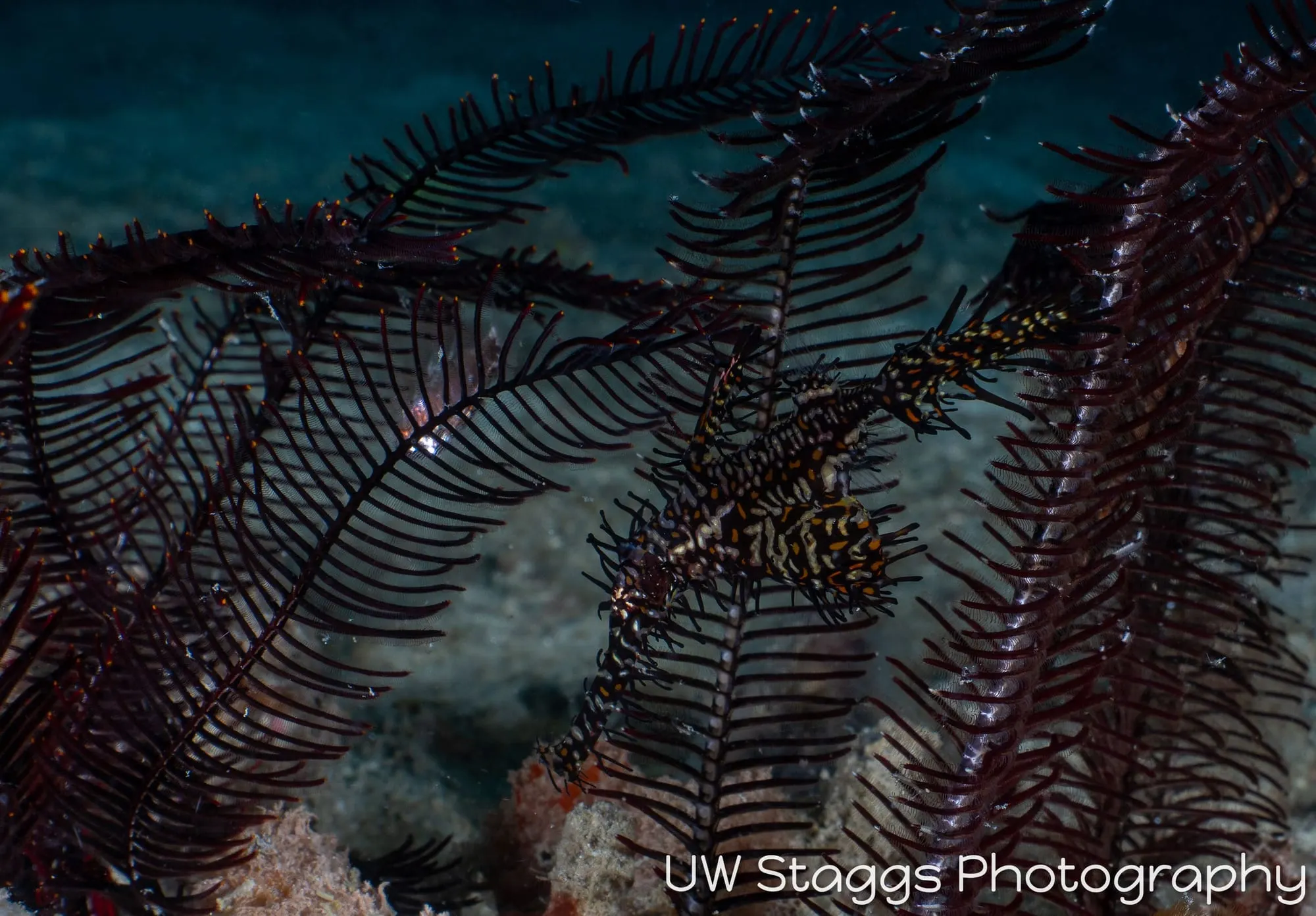 Reef Scene — Puerto Galera, Philippines