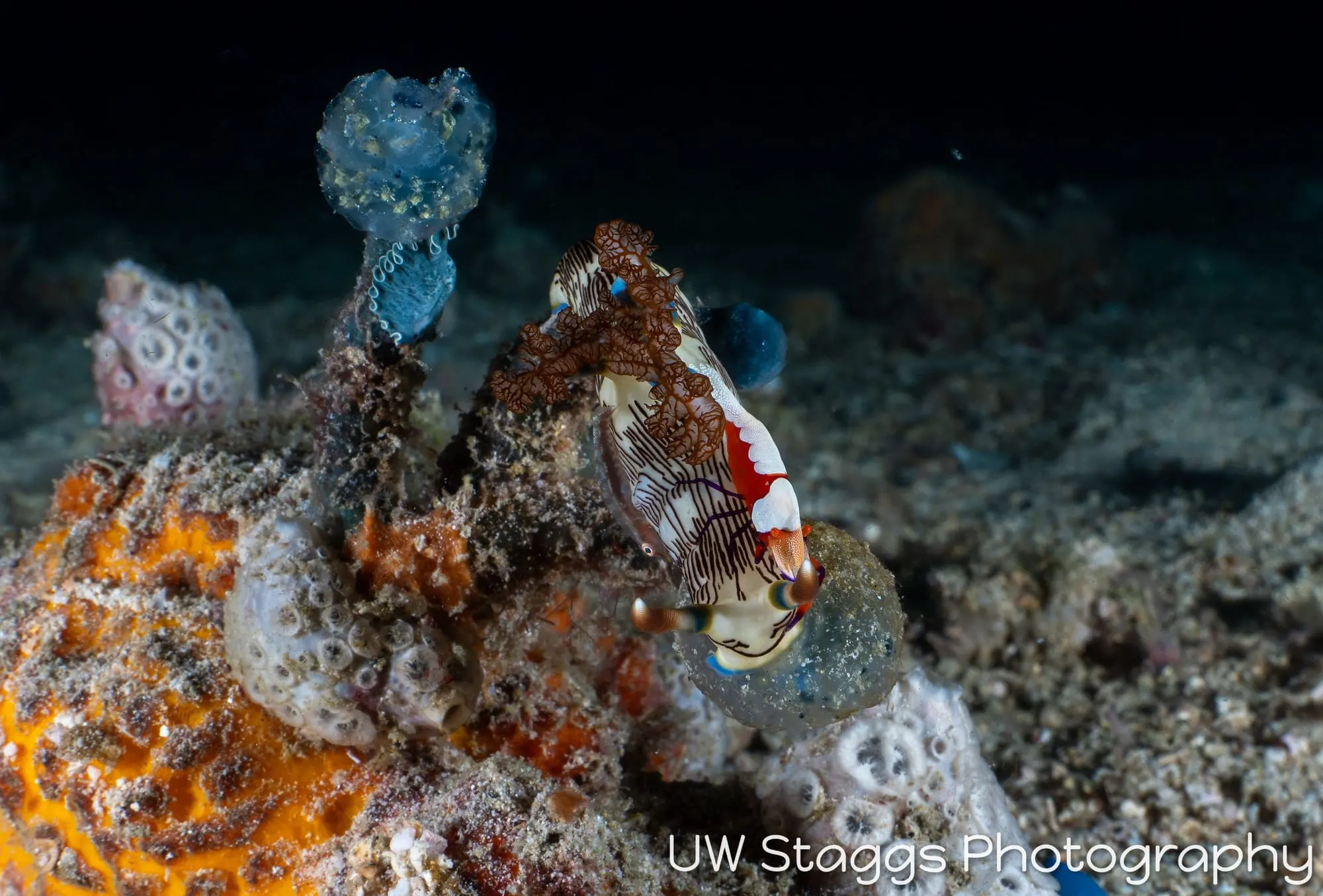 Reef Scene — Puerto Galera, Philippines