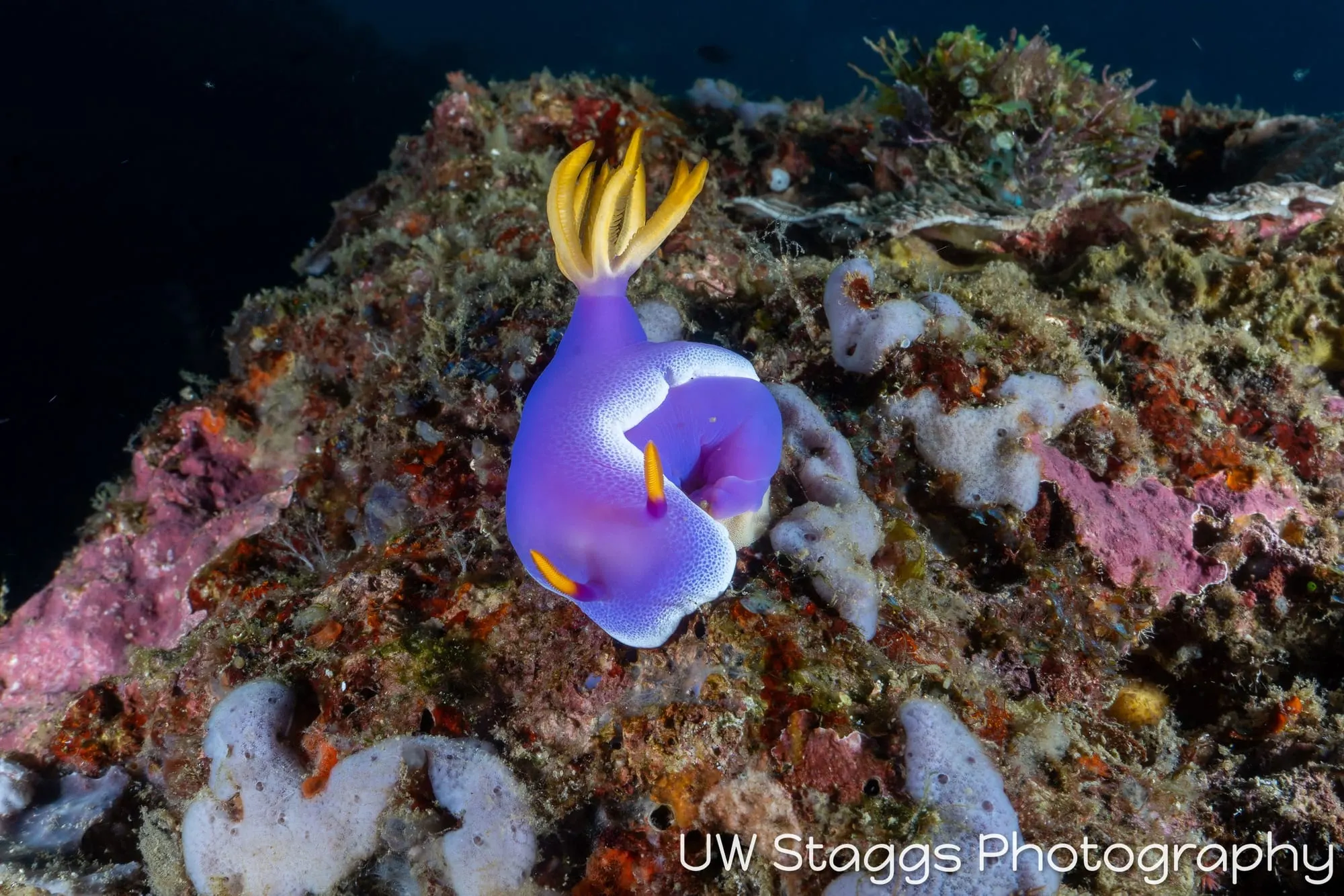 Reef Scene — Puerto Galera, Philippines
