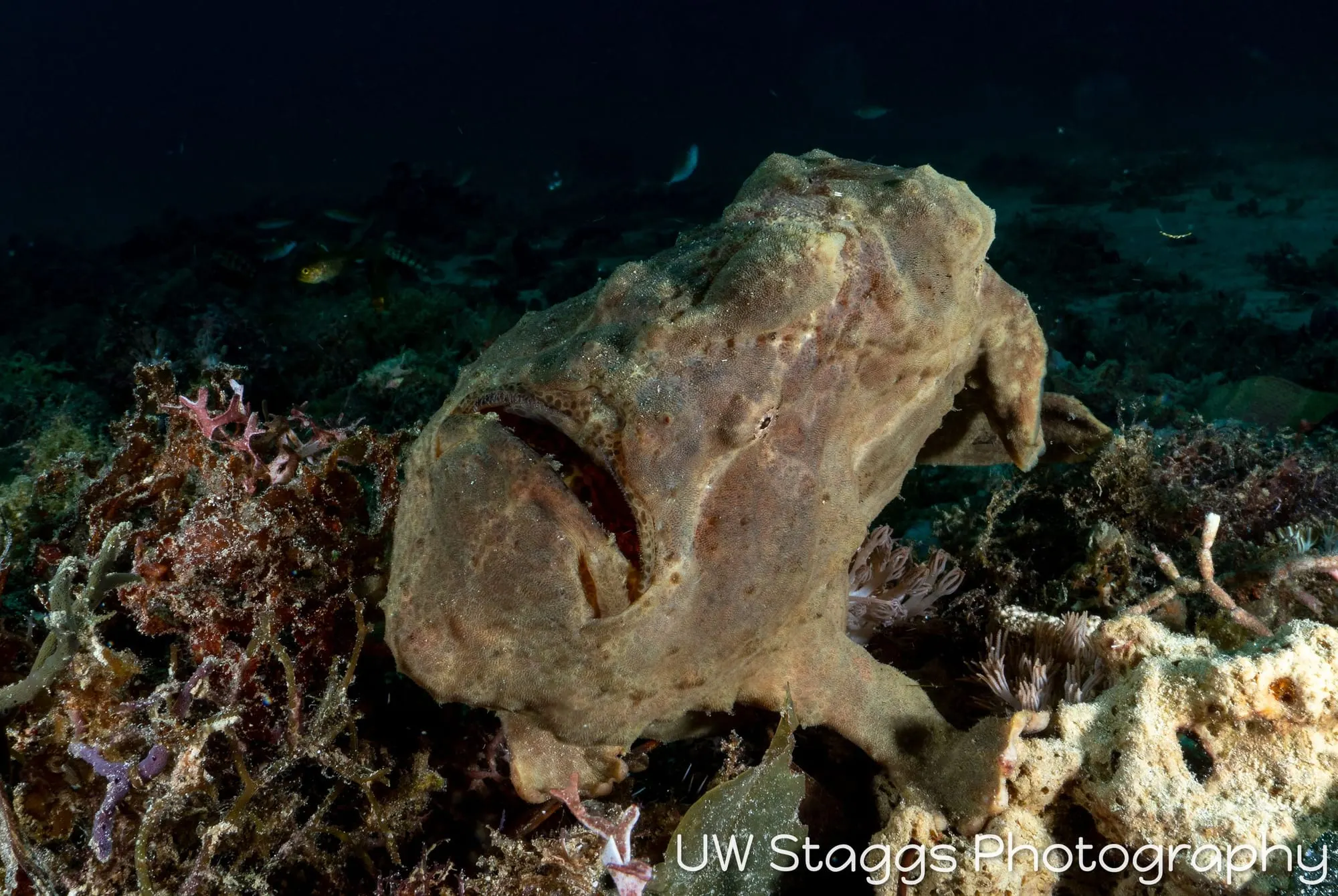Reef Scene — Puerto Galera, Philippines