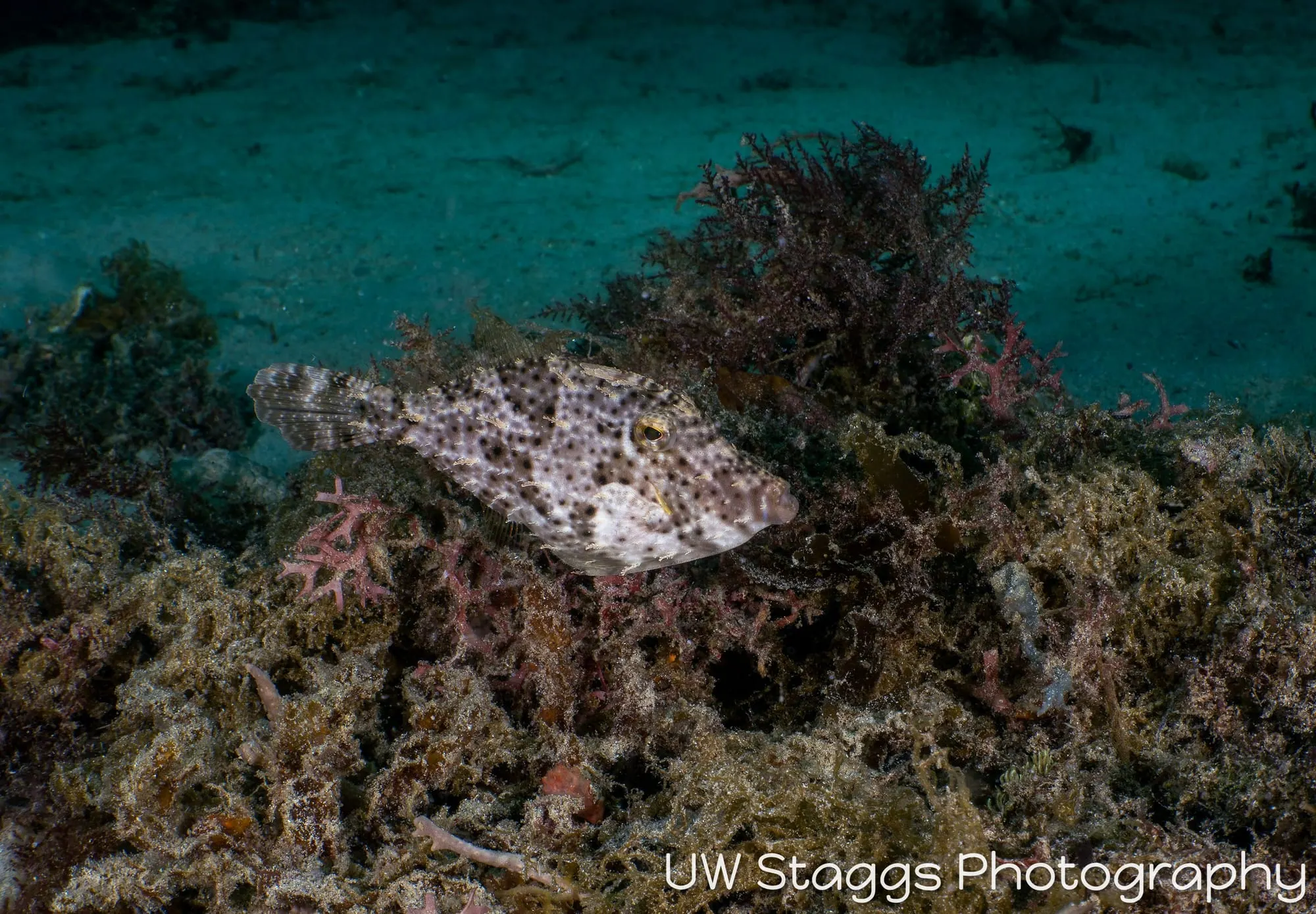 Reef Scene — Puerto Galera, Philippines