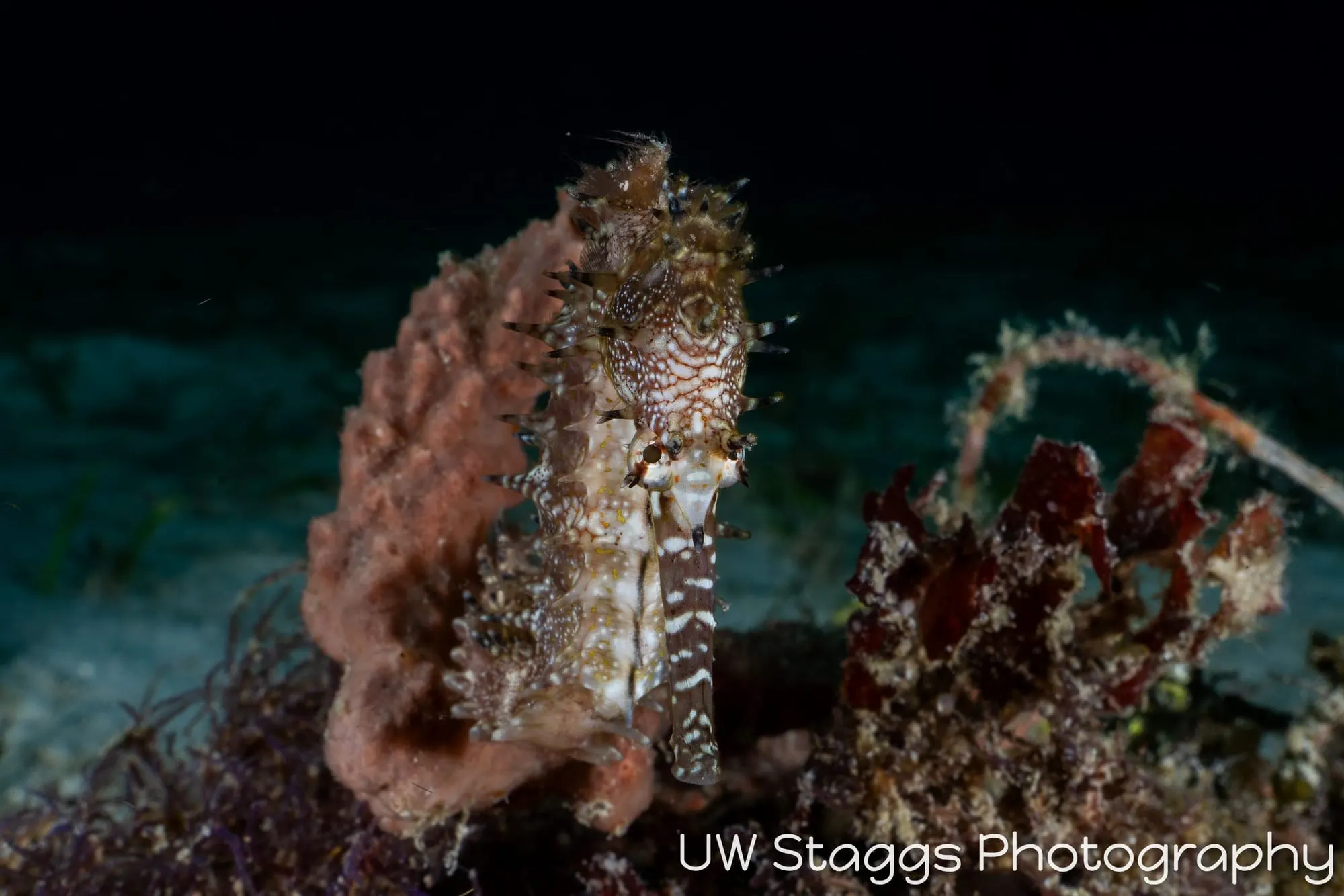 Reef Scene — Puerto Galera, Philippines