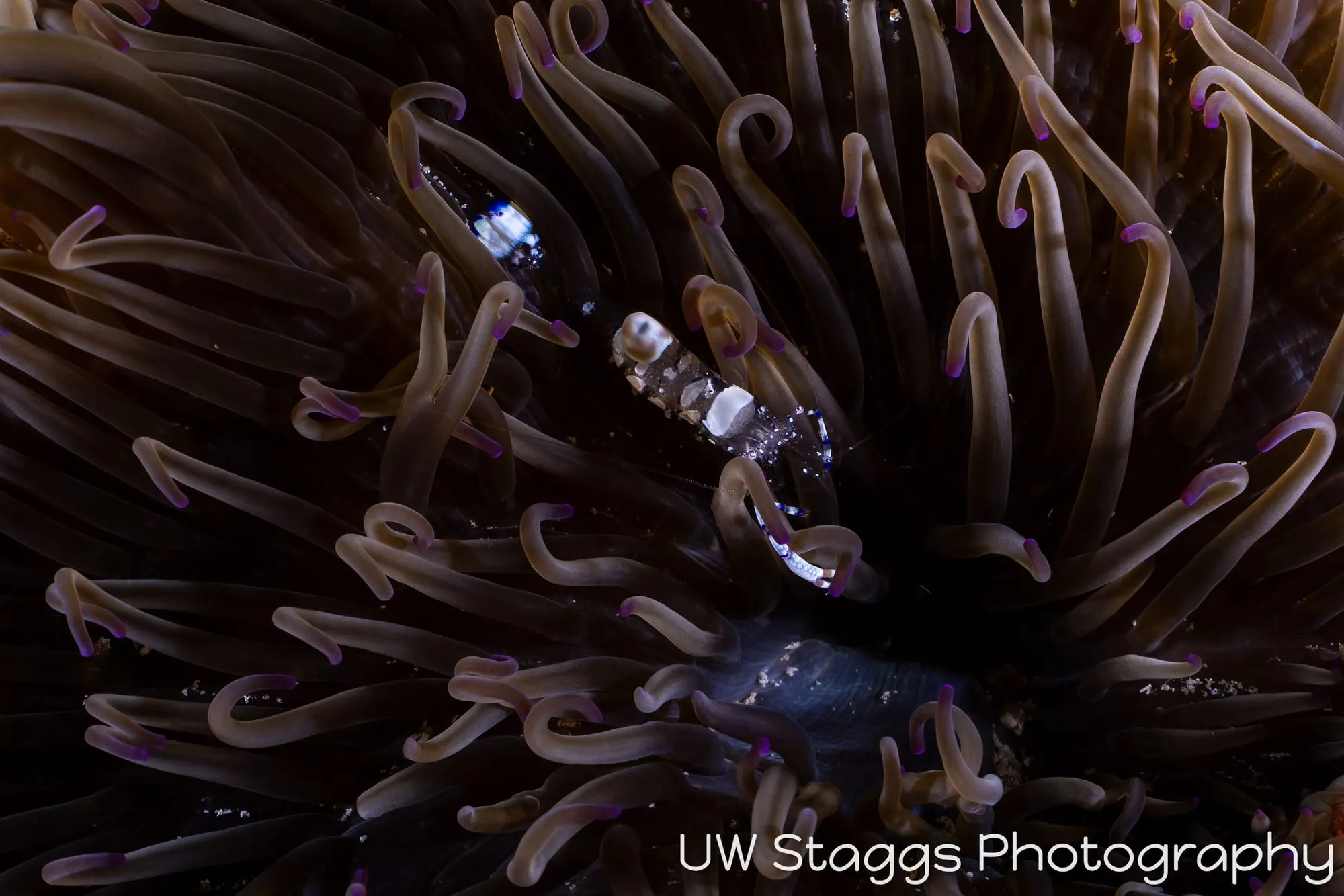 Reef Scene — Puerto Galera, Philippines