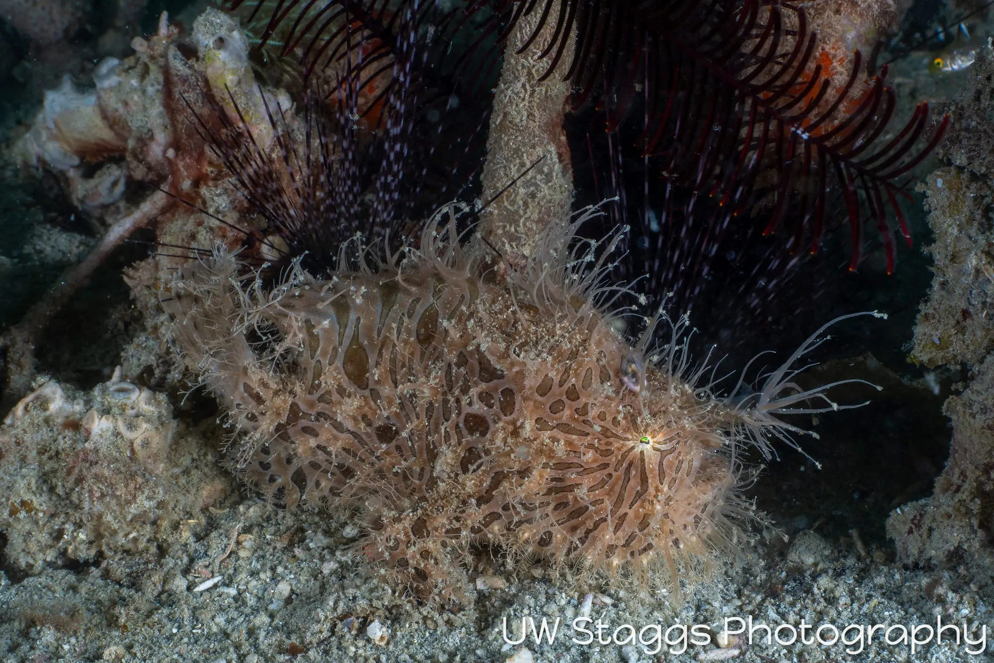 Reef Scene — Puerto Galera, Philippines