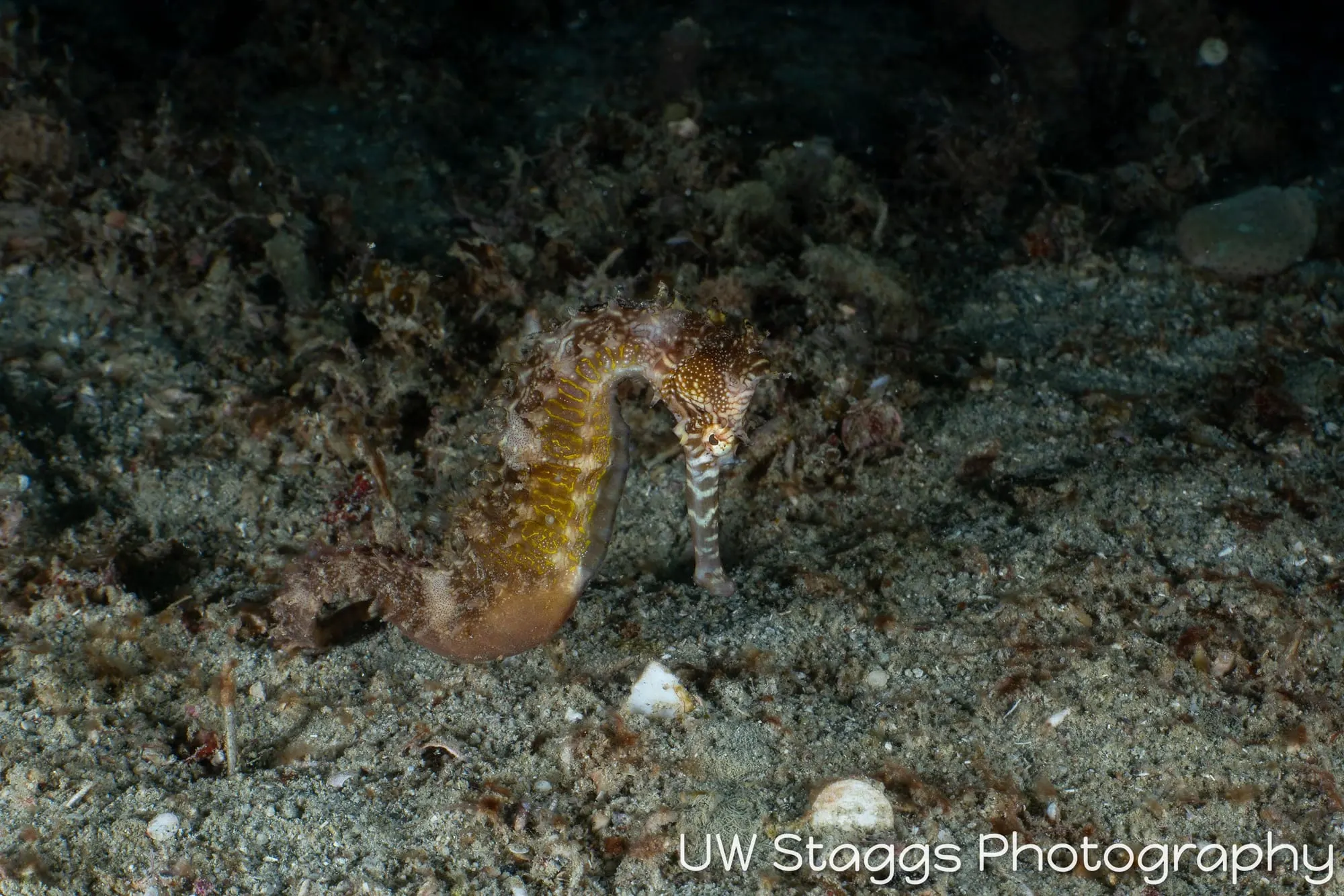 Reef Scene — Puerto Galera, Philippines