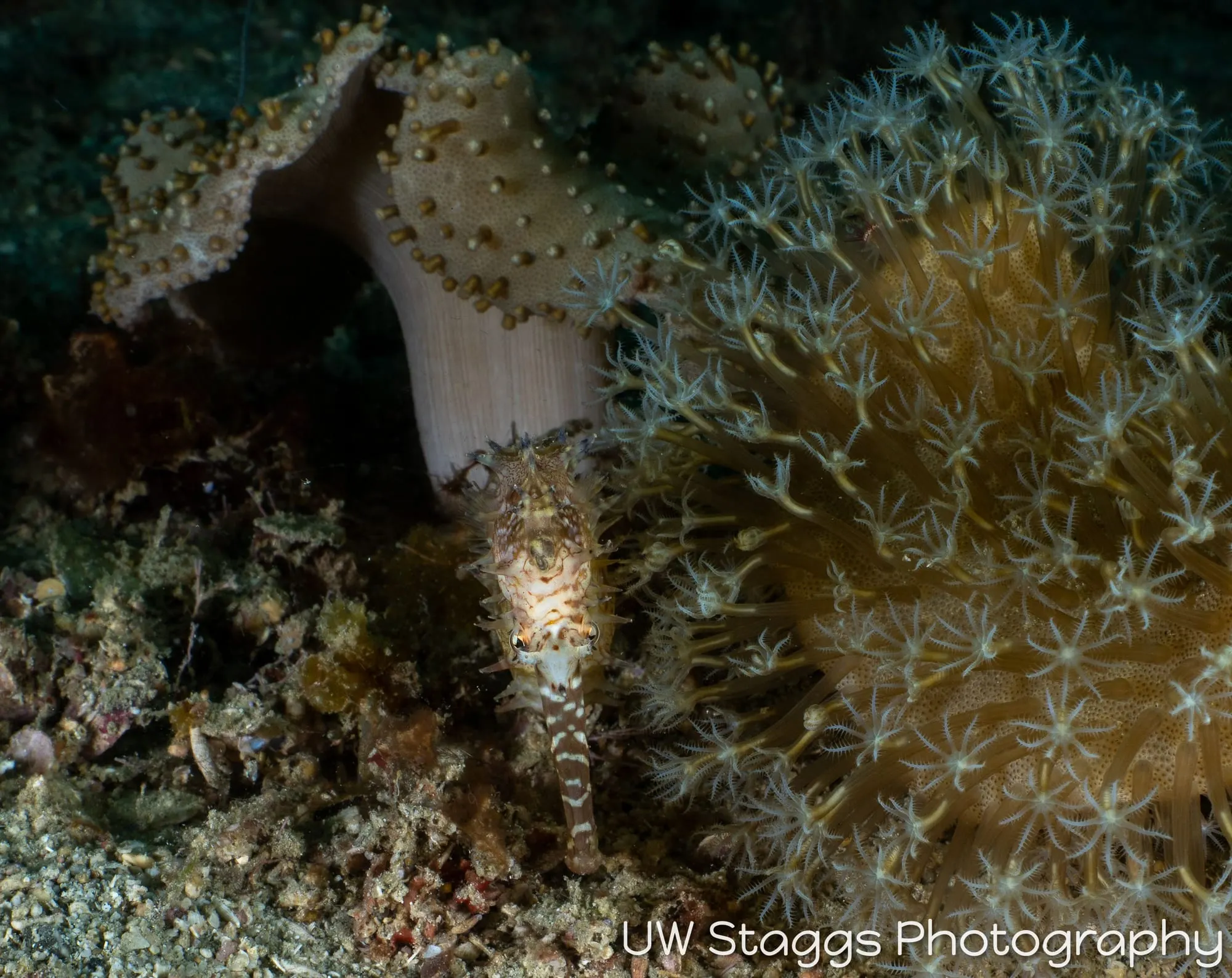 Reef Scene — Puerto Galera, Philippines