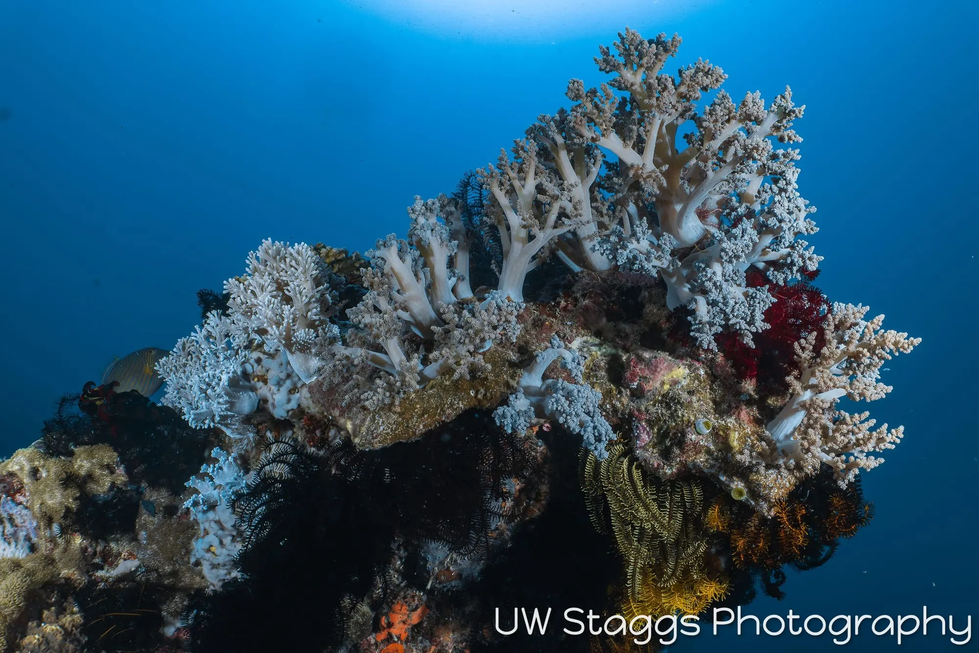 Reef Scene — Puerto Galera, Philippines
