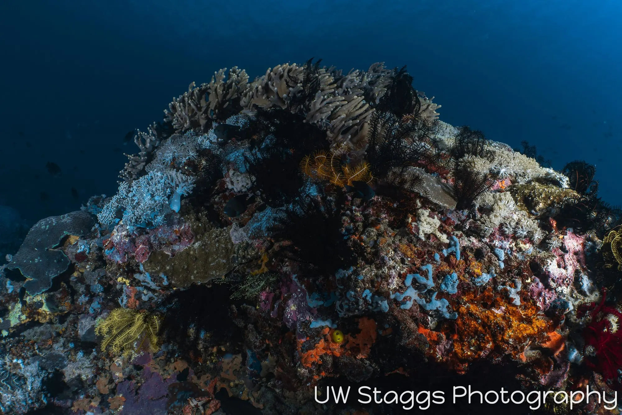 Reef Scene — Puerto Galera, Philippines