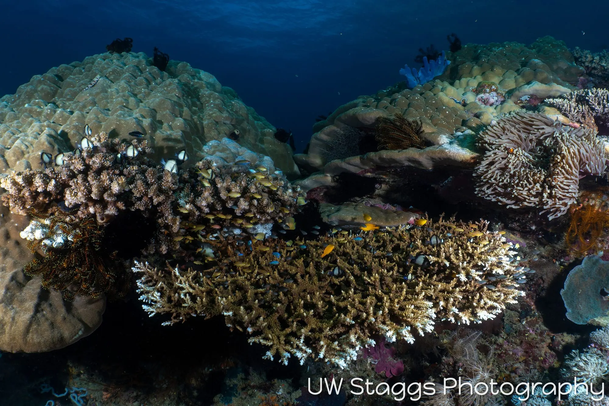 Reef Scene — Puerto Galera, Philippines