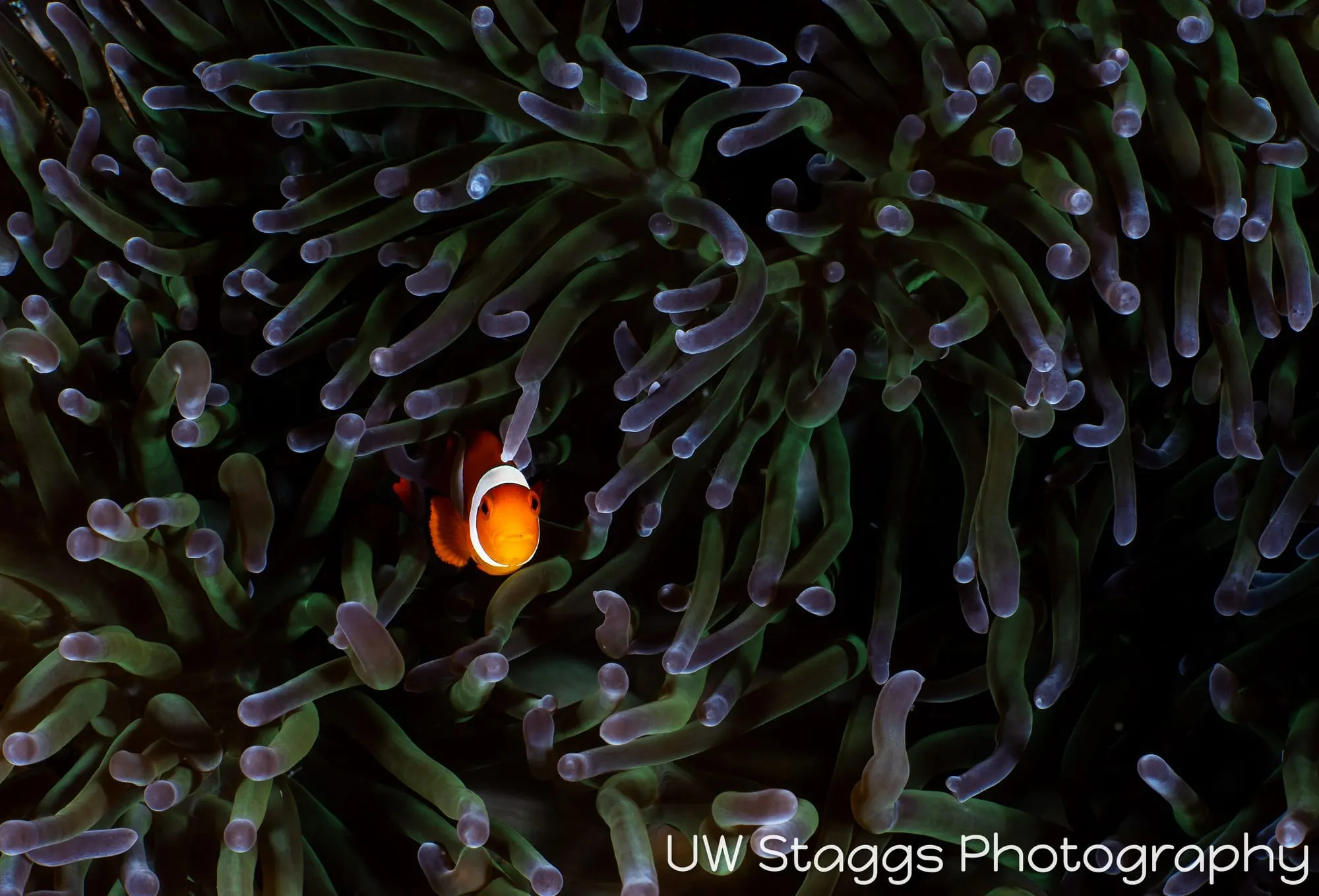 Reef Scene — Puerto Galera, Philippines
