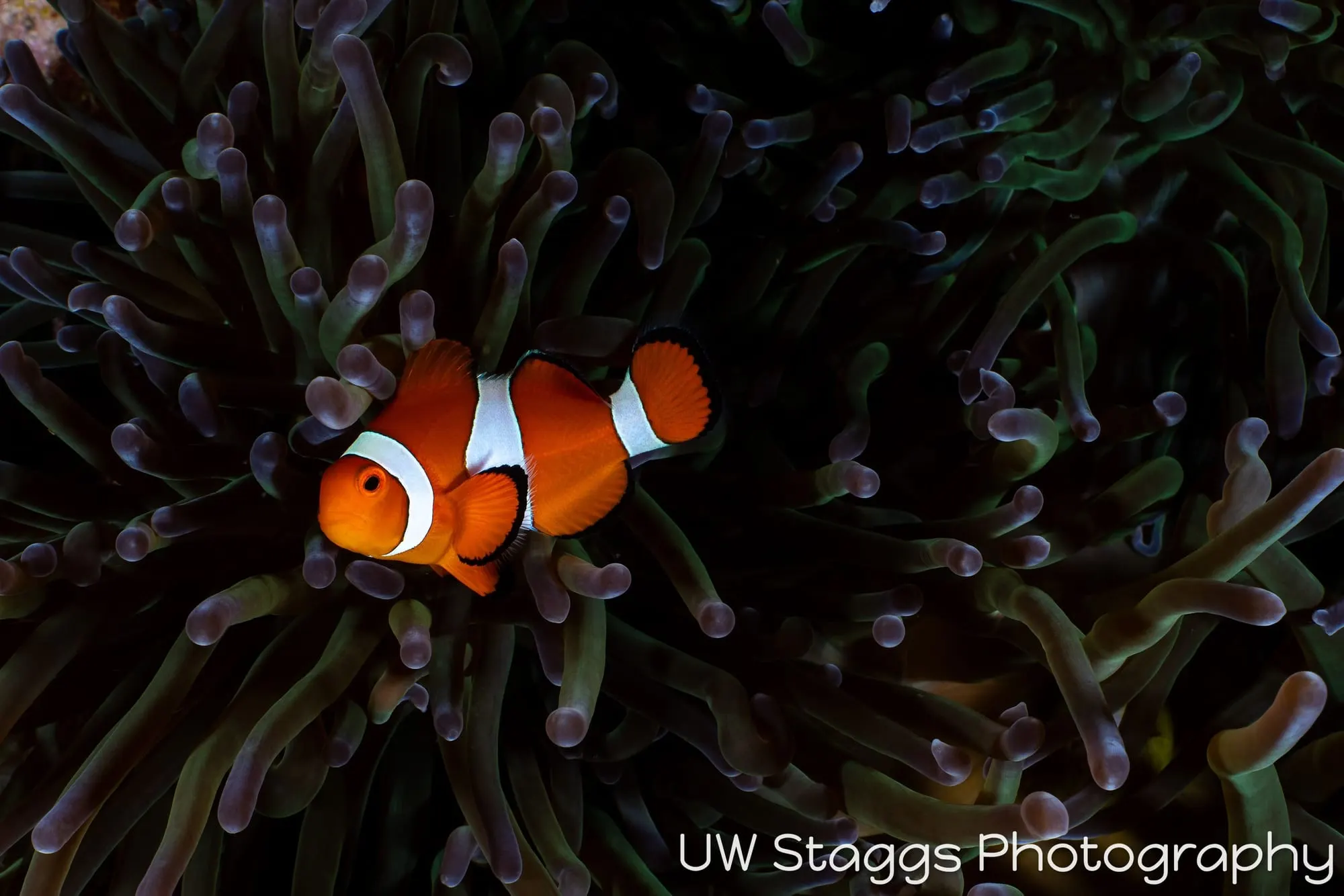 Reef Scene — Puerto Galera, Philippines