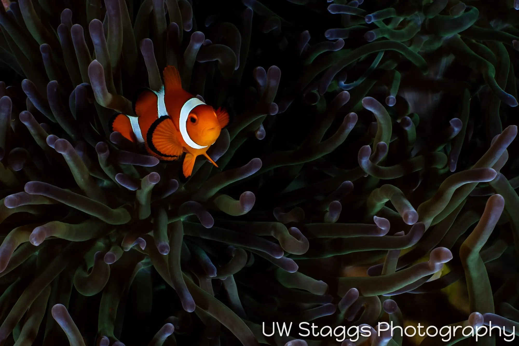 Reef Scene — Puerto Galera, Philippines