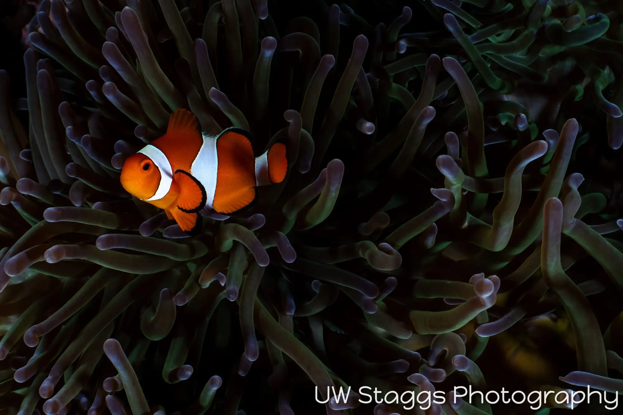 Reef Scene — Puerto Galera, Philippines