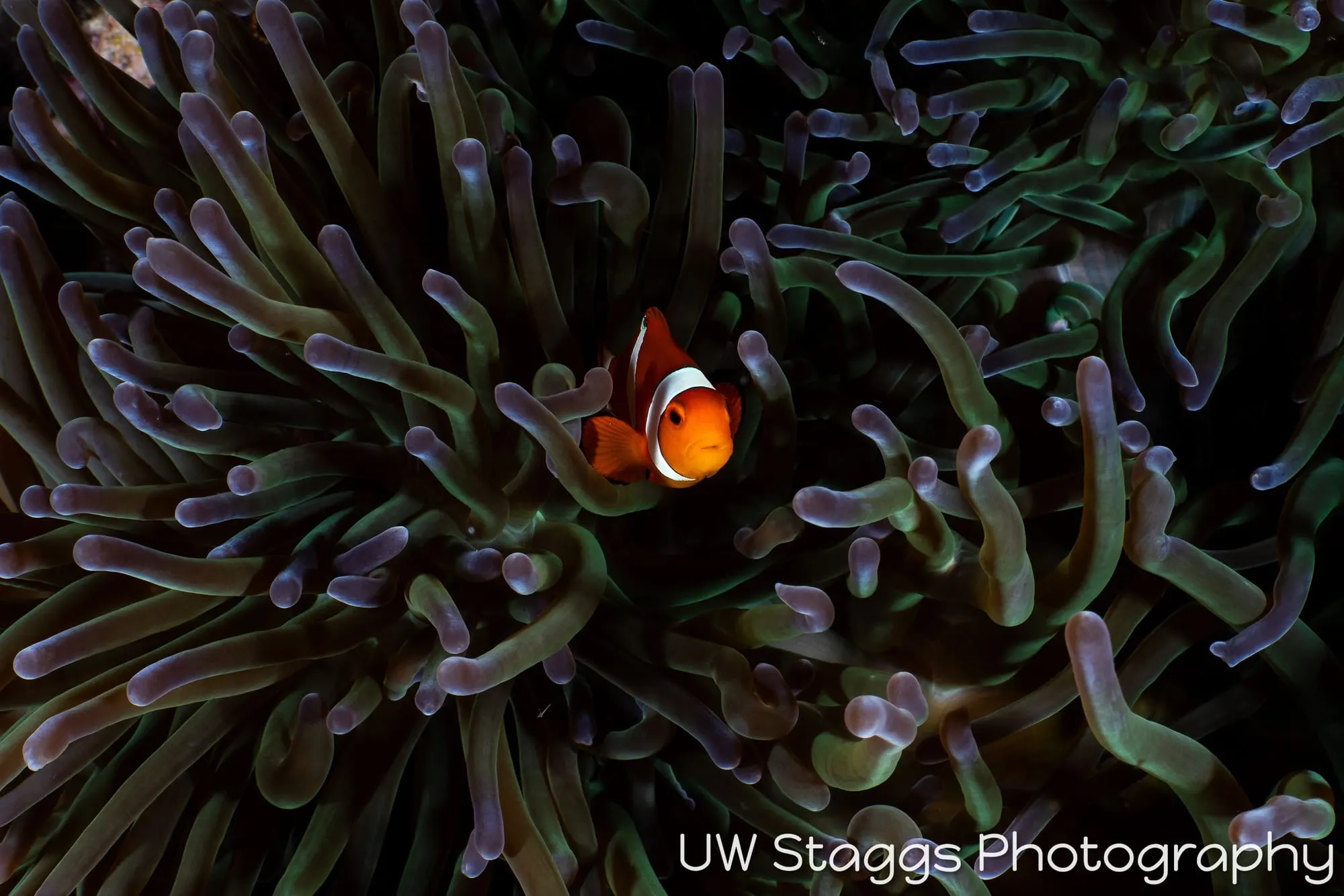 Reef Scene — Puerto Galera, Philippines