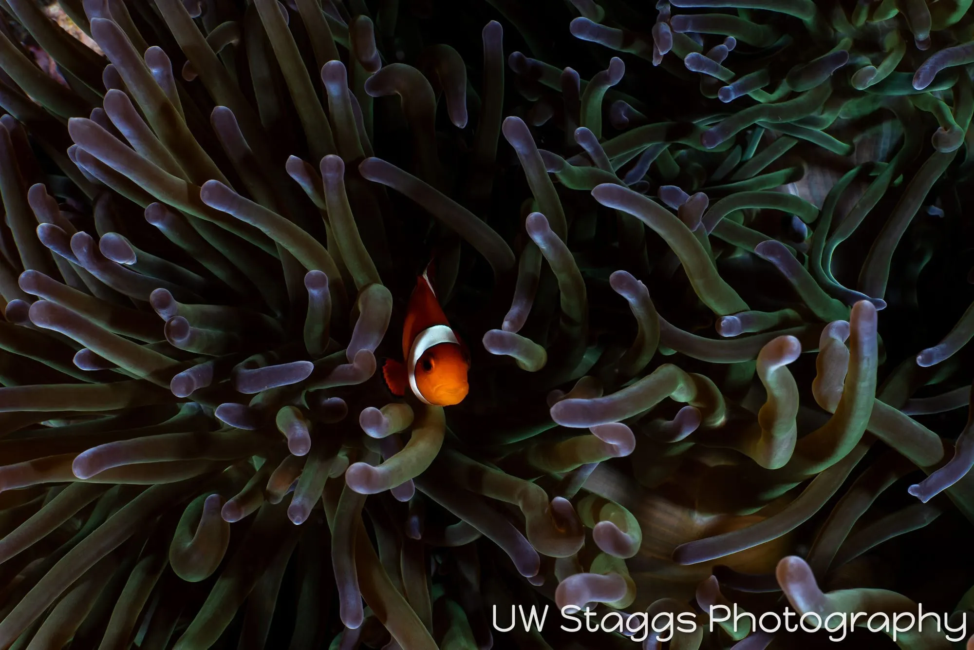 Reef Scene — Puerto Galera, Philippines